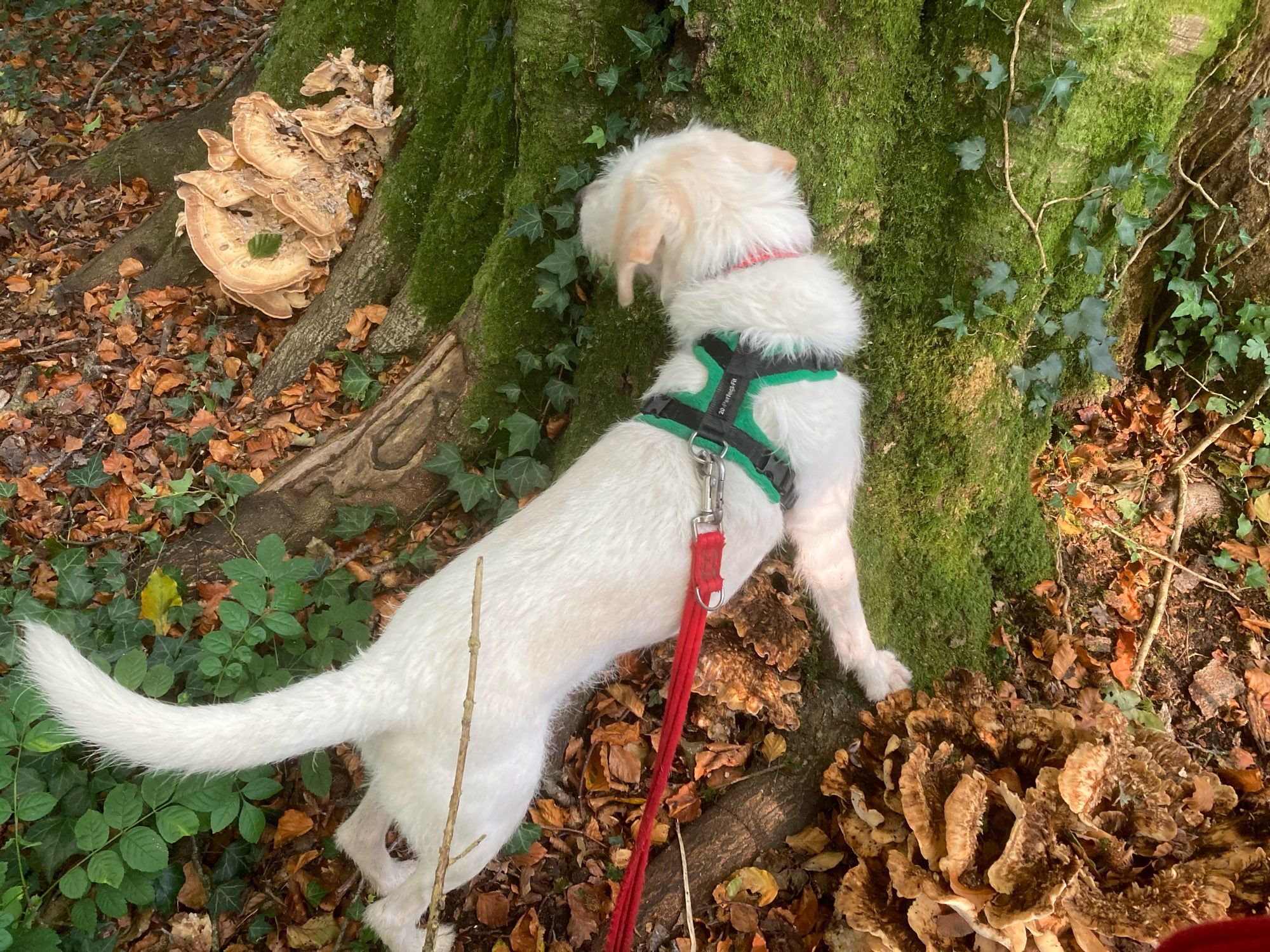 White dog standing