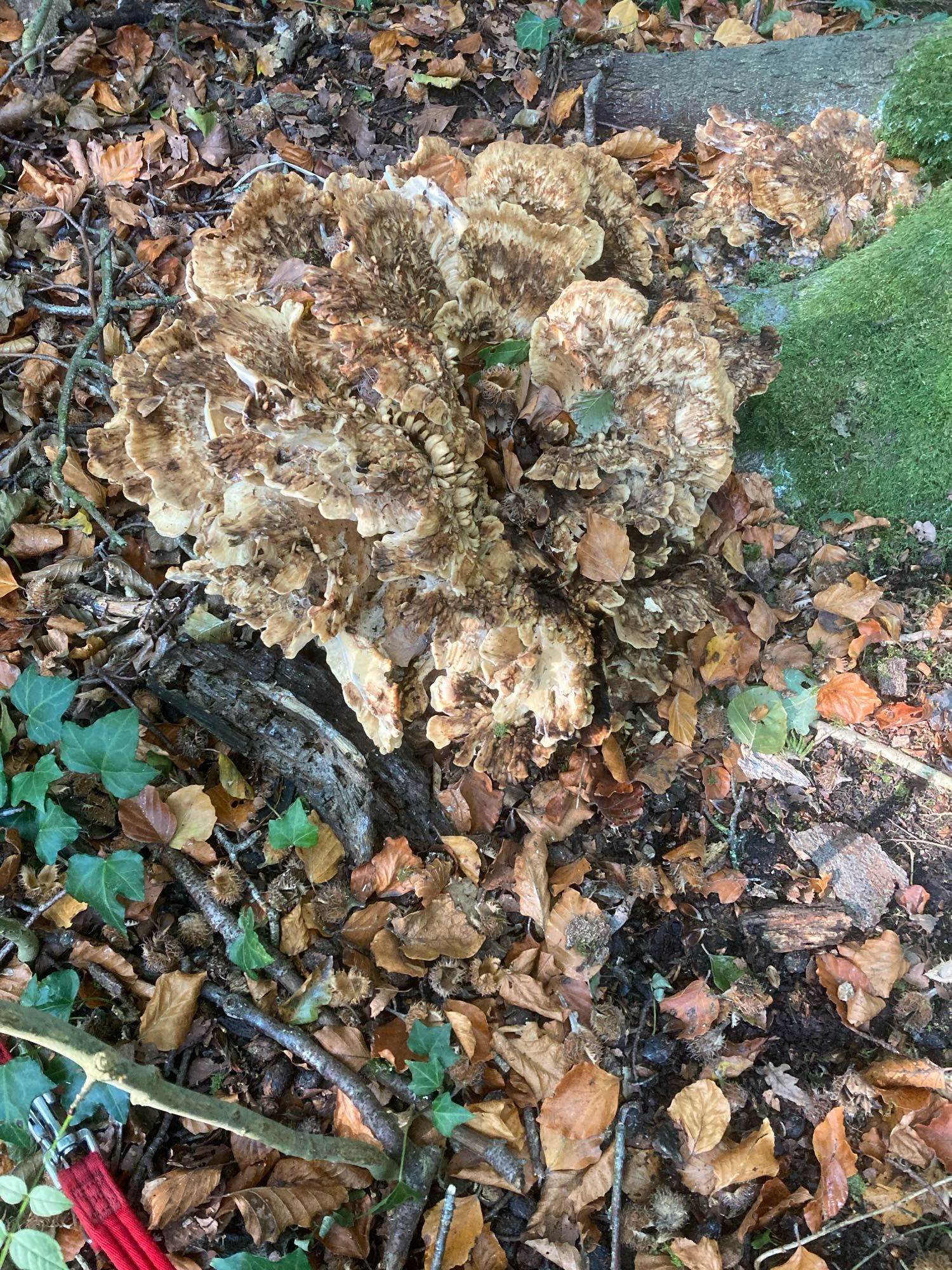 Fungus