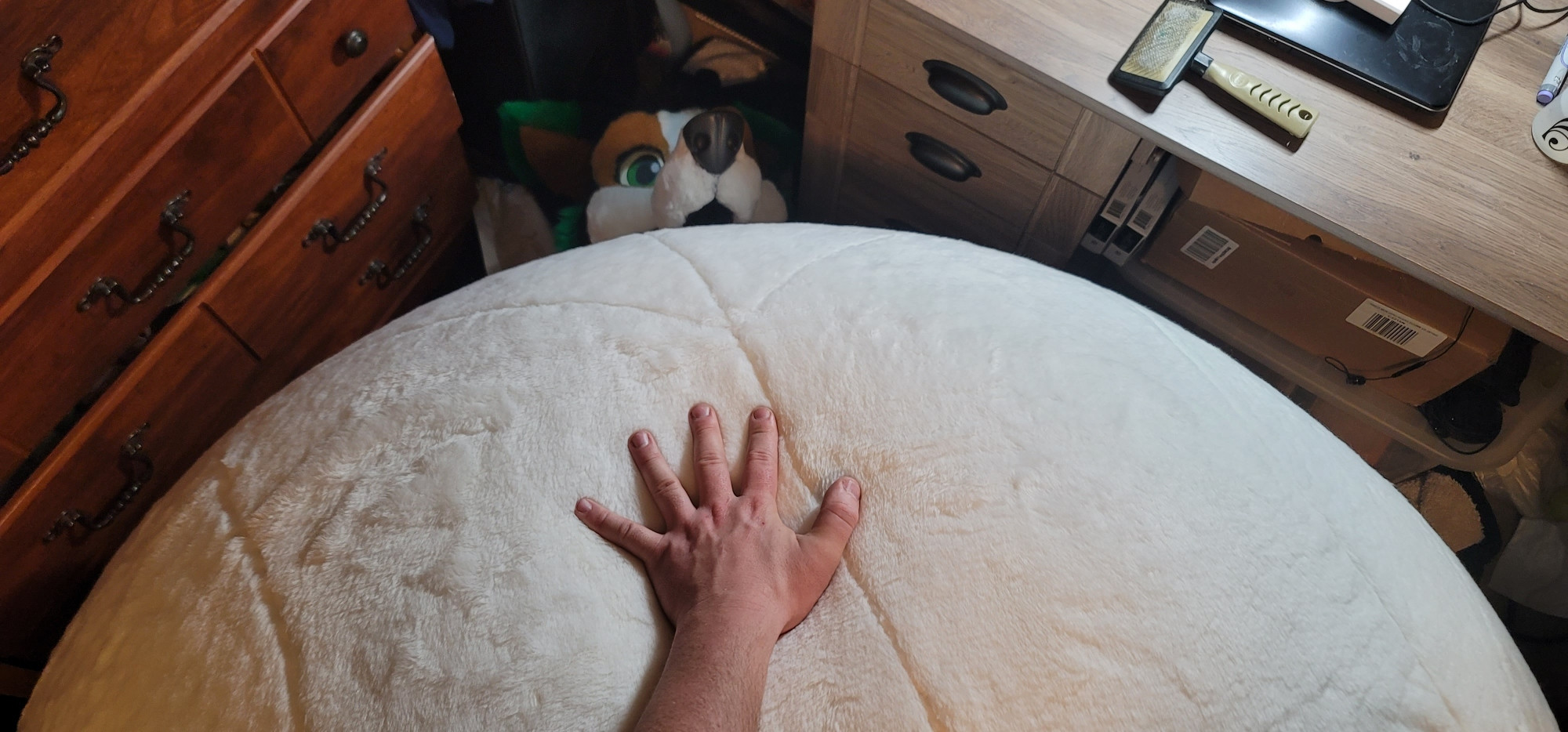 A very happy dog with a very big tum and a hand petting his big soft tum
