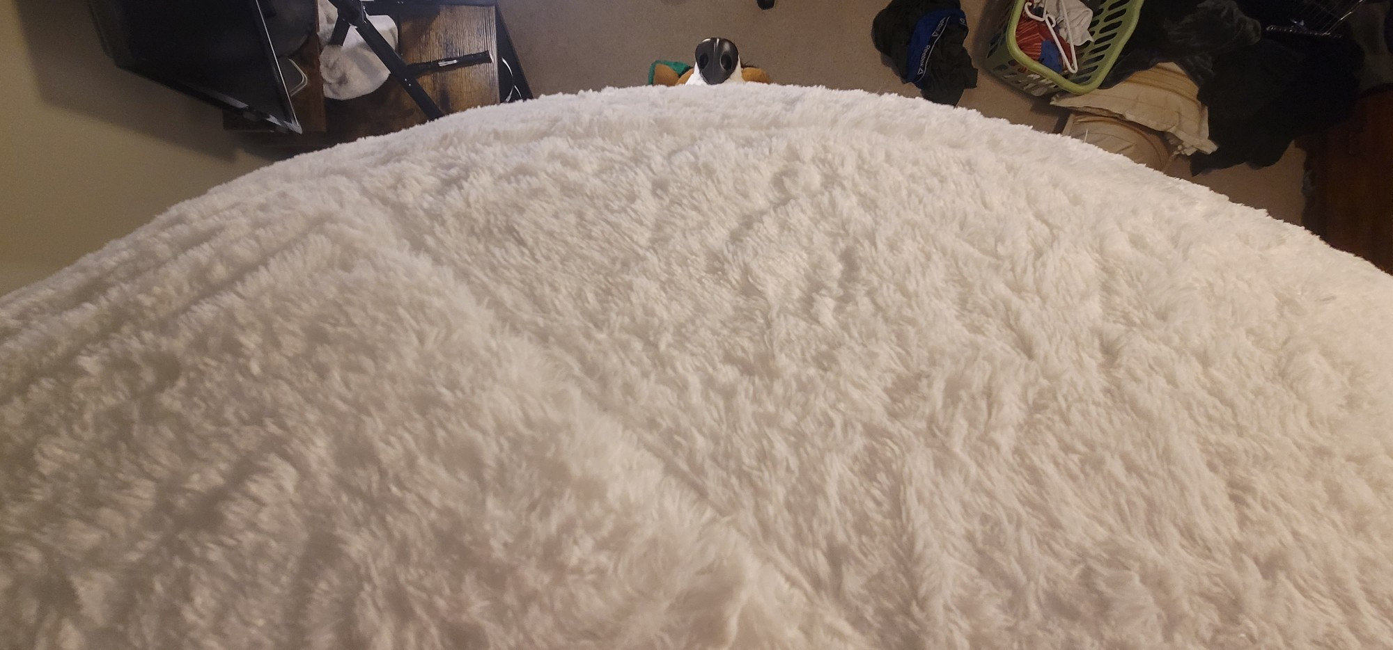On top of Zuel fursuit huge belly looking down, only able to see his snout and ears when peeking over the belly.
Climbing up there was terrifying but amazing and worth it 🥰