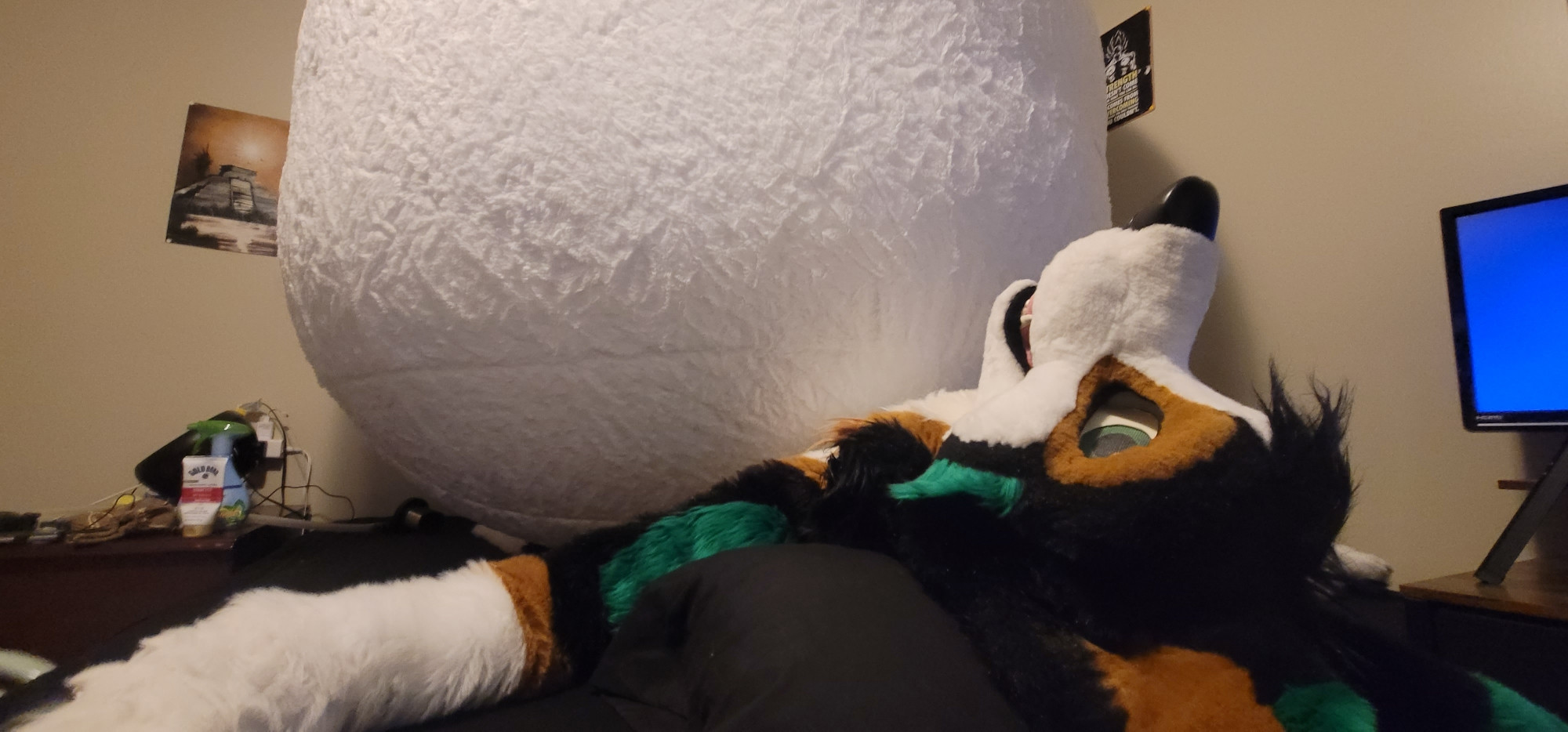Another angle of Zuel fursuit sprawled out with an enormous belly
