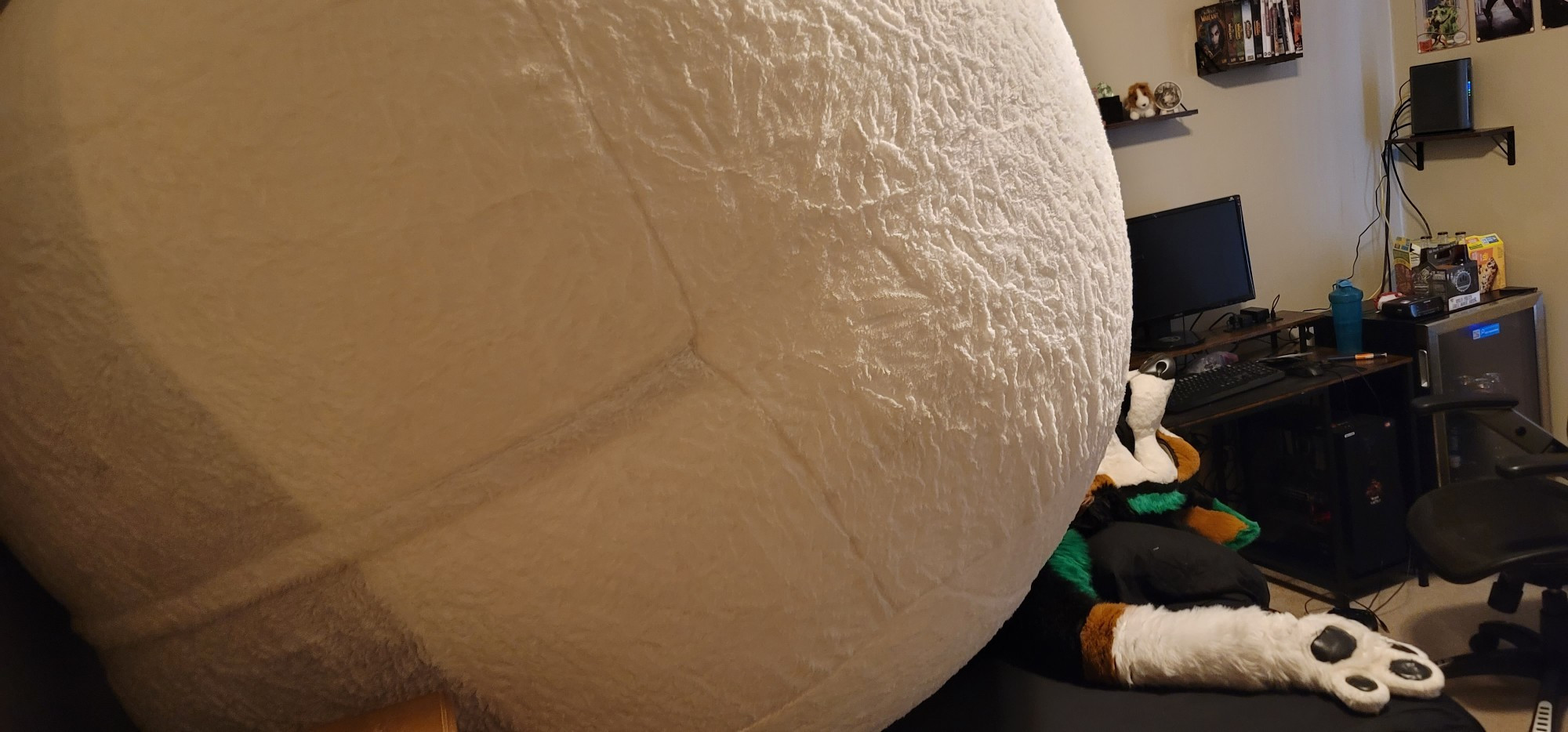 Zuel fursuit passed out with an enormous belly