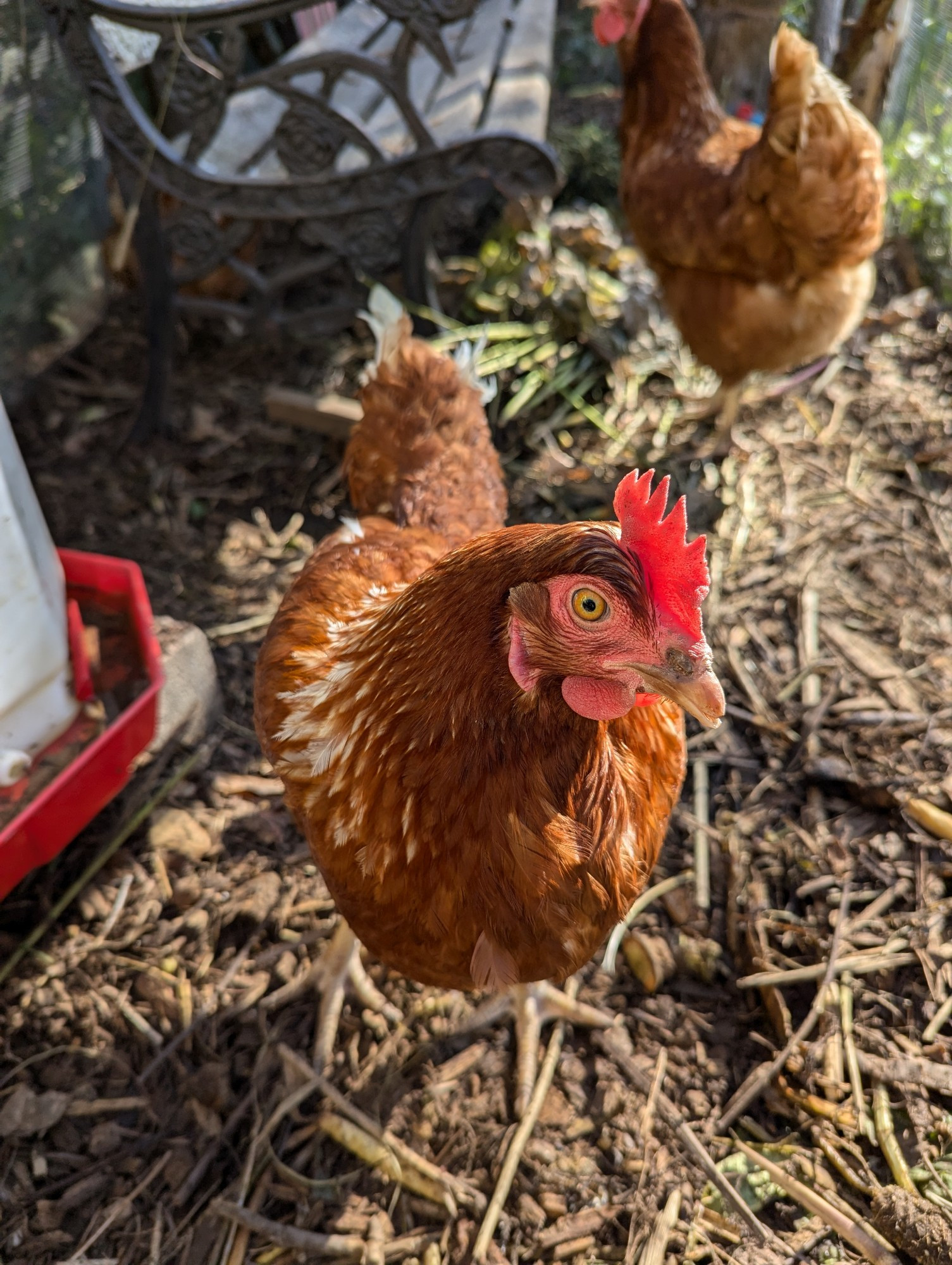 Close up of an Isa Brown chicken with another in the background scratching around for food 