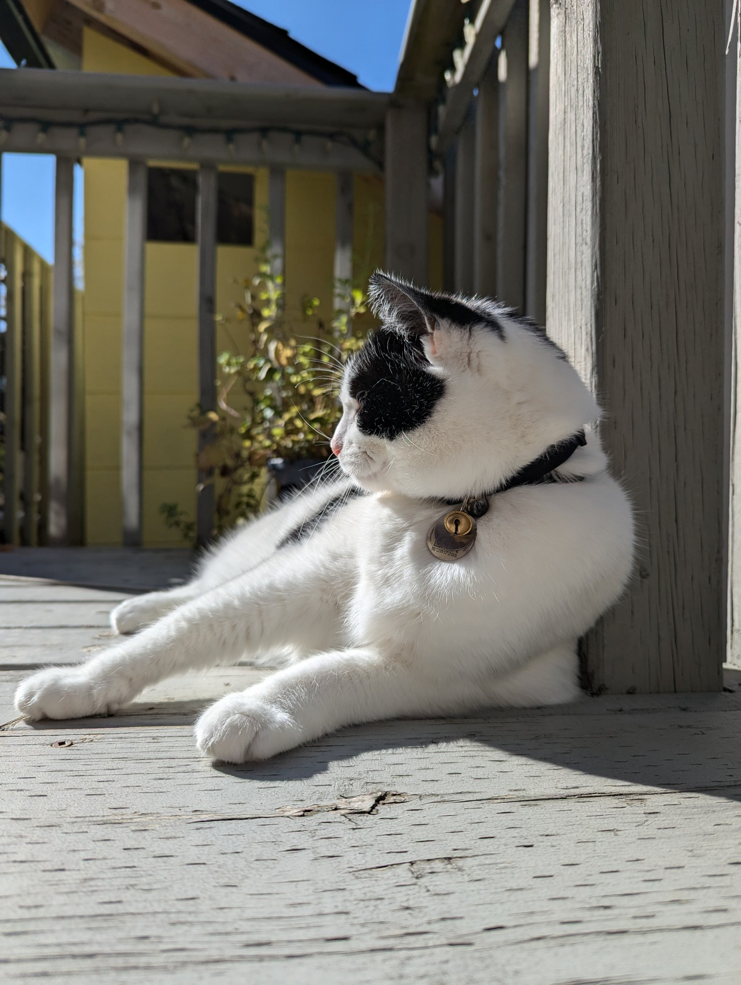 Black and white cat lounging happily in a sunbeam on a grey painted deck 