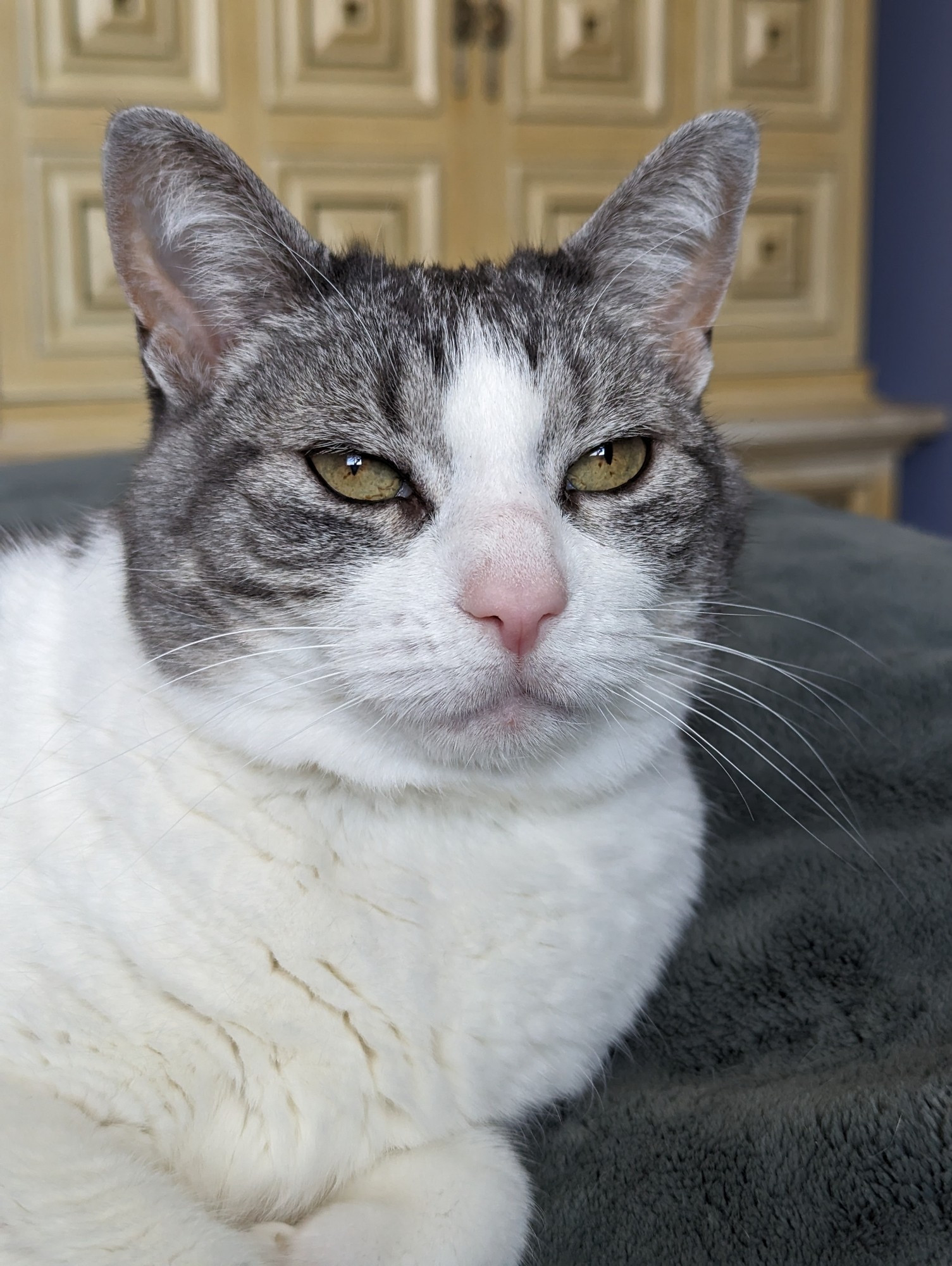 Grey and white short haired cat unimpressed with having her photo taken