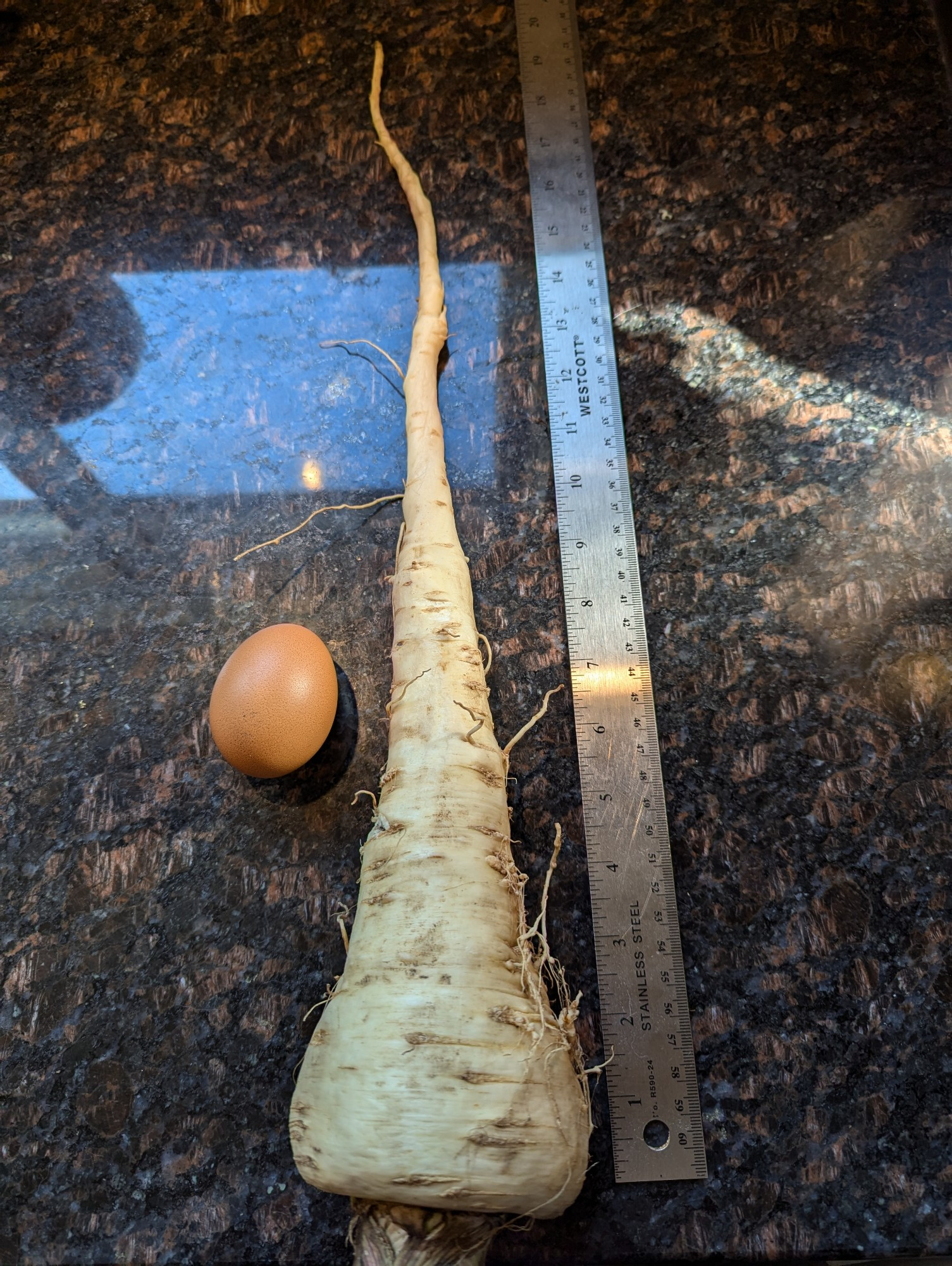 Giant parsnip measuring almost 19 inches in length, freshly laid brown chicken egg for scale