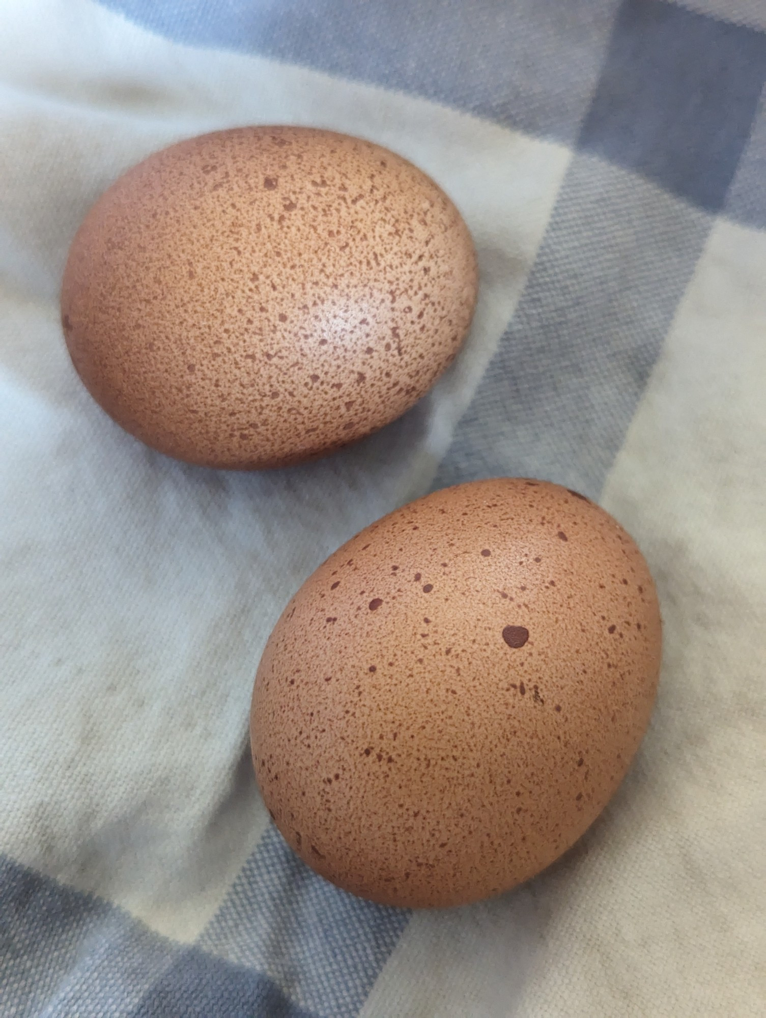 Two brown speckled chicken eggs sitting in a basket on a dishcloth