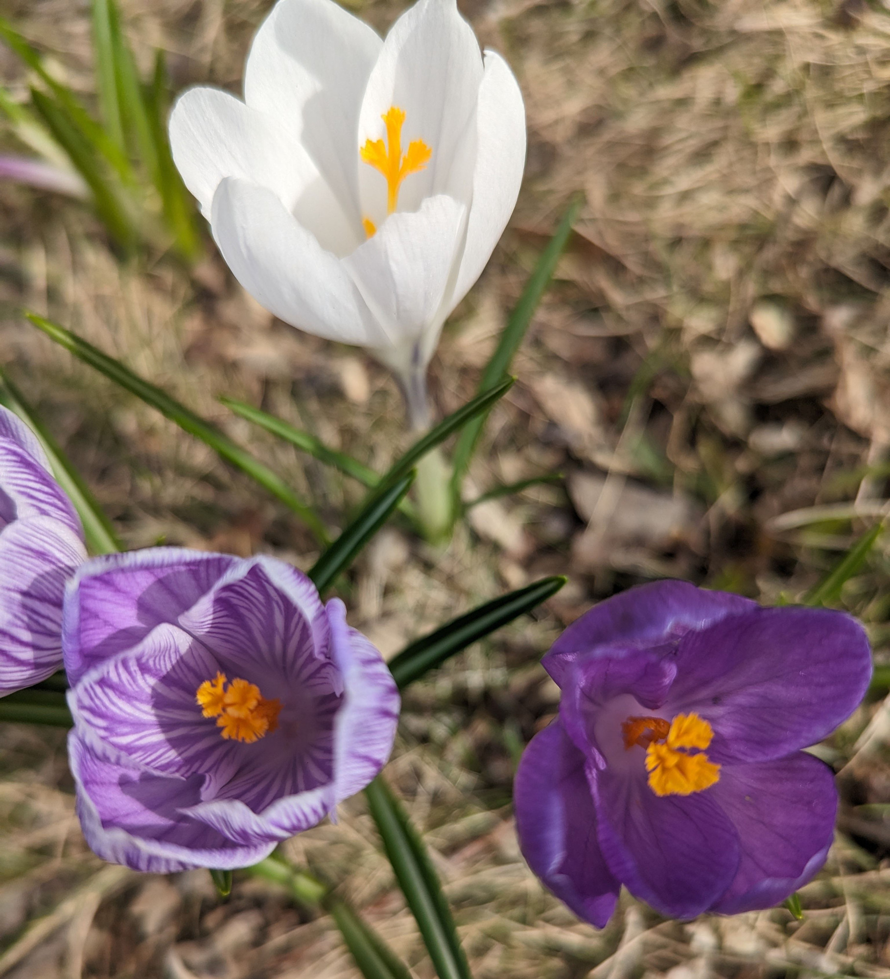 White, deep purple, and light purple striped crocuses in full bloom with cheerful orange-yellow centres