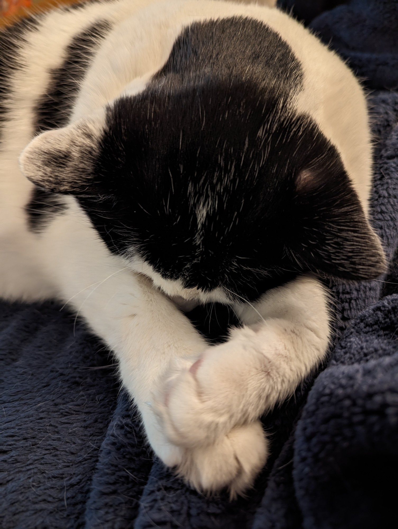 Black and white cat arms crossed, face buried in a dark blue fuzzy blanket snoring loudly