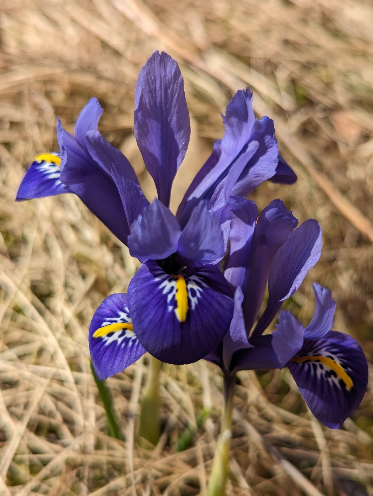 Deep purple irises growing up from dry grass