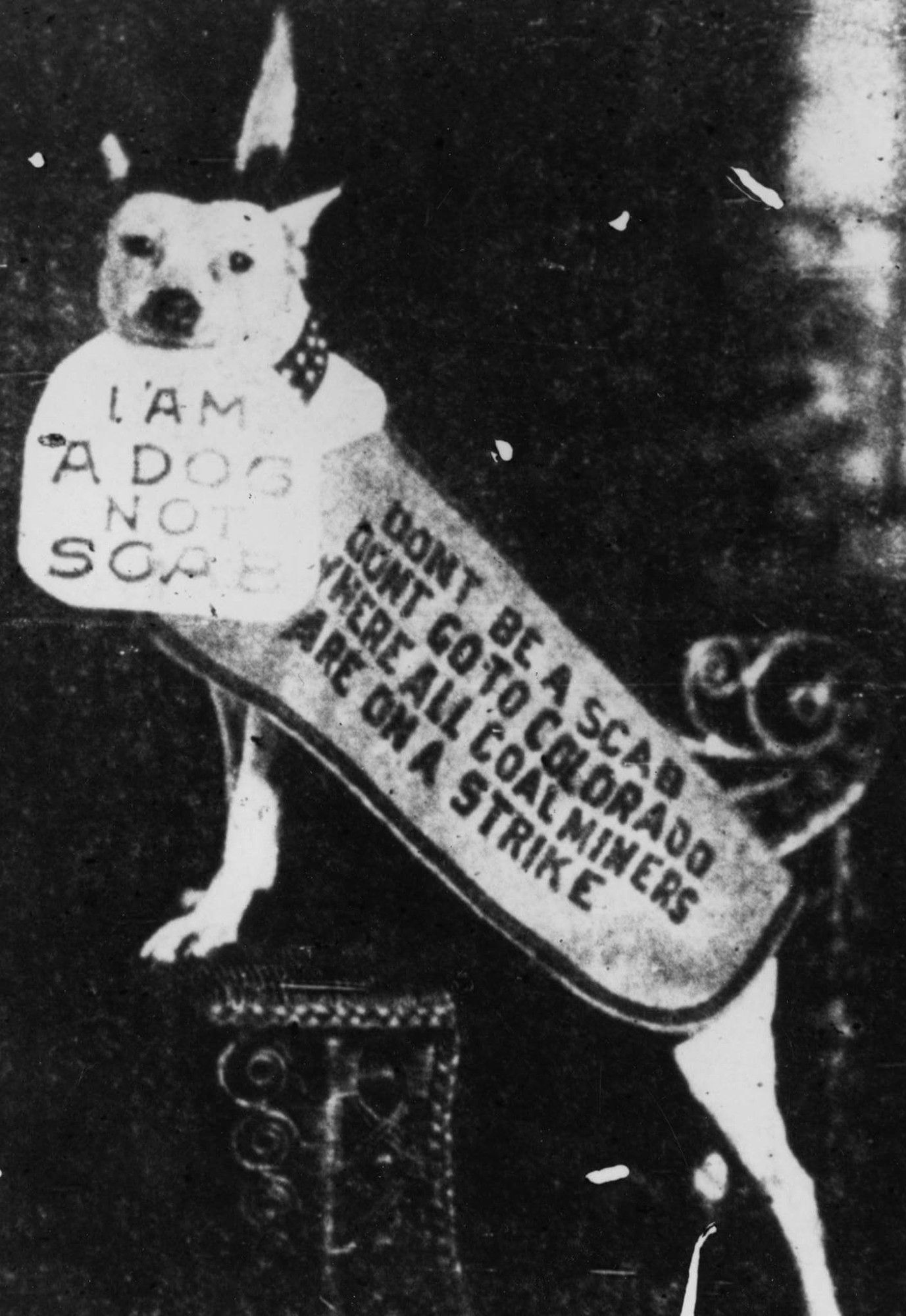 A dog that proudly supports unionized labor and refuses to be a scab. Don't you want to be like that dog?