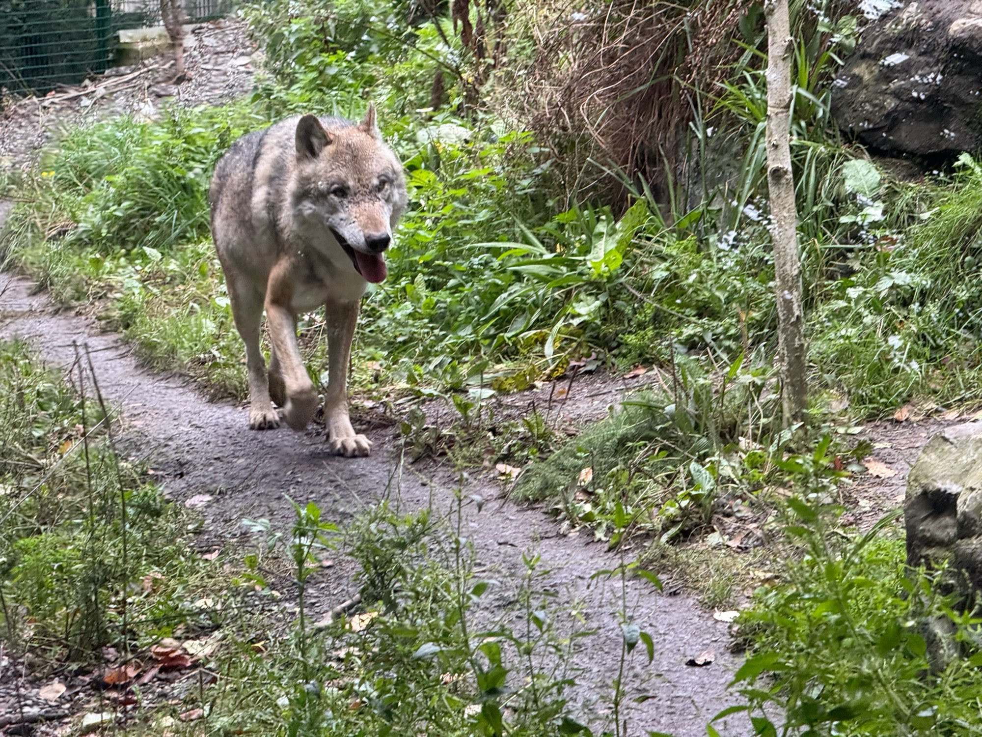 A wolf walking on a dirt path through a lush, green enclosure at Dublin Zoo. The wolf has a grayish-brown coat and is walking with its mouth slightly open, possibly panting. The surrounding area is filled with dense foliage, including small plants and trees.