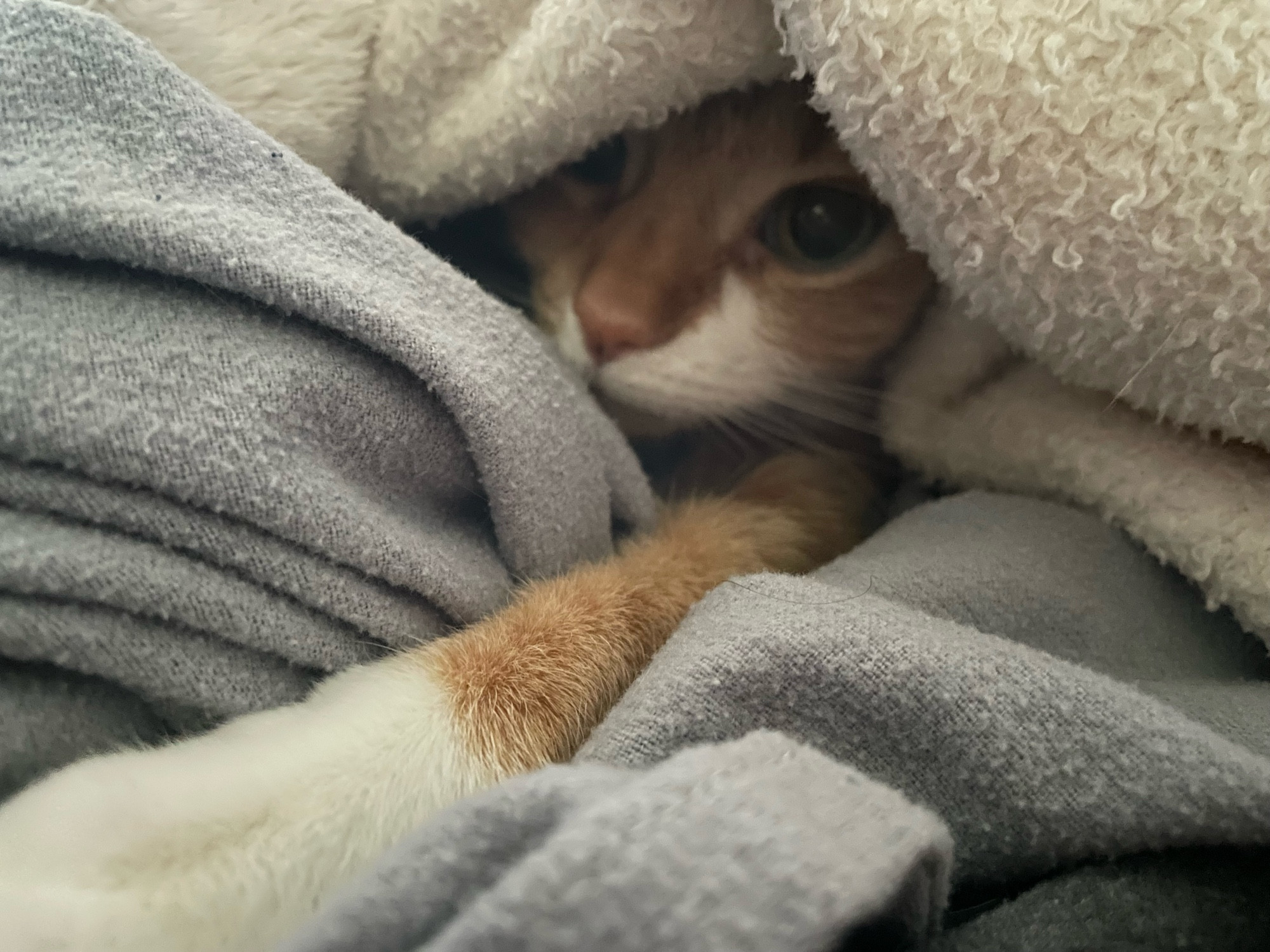 Orange cat sandwiched between two blankets, only her leg and her face are showing. Very cozy looking. 