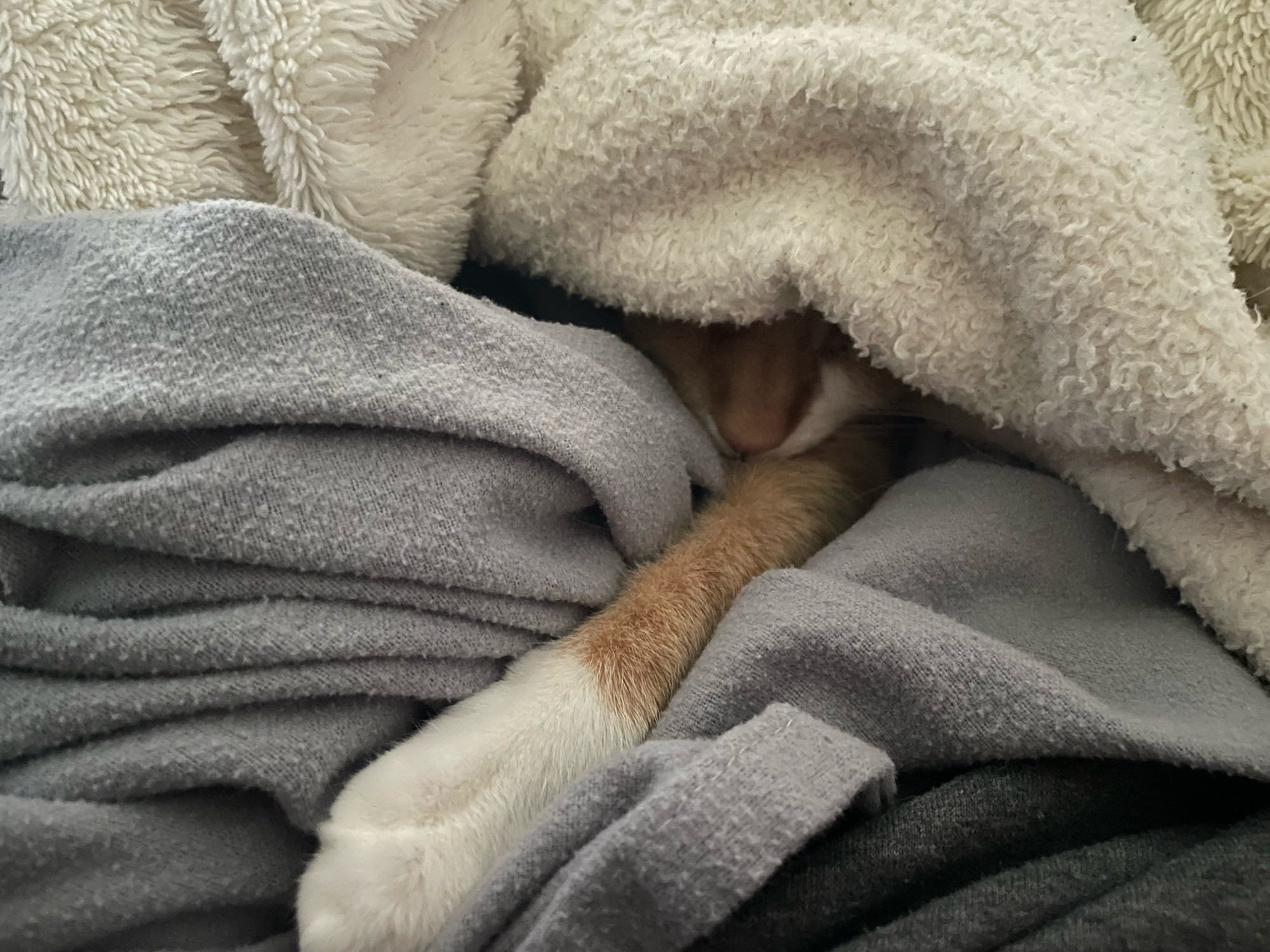 Orange cat sandwiched between two blankets, only her leg and her nose are showing. Very cozy looking. 