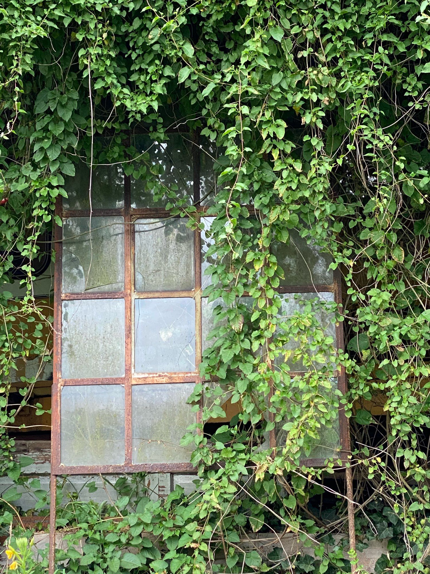 Ein altes Industrie-Fenster an einer Mühle mit Ranken überwuchert.