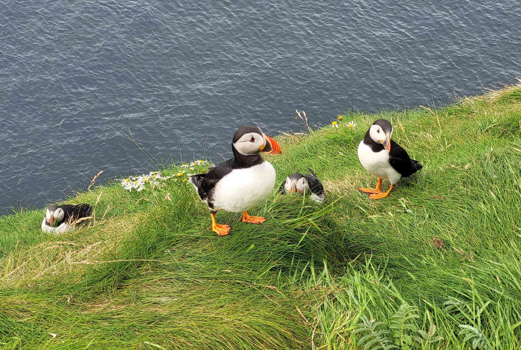 Four adult puffins are resting on a grassy ledge overlooking the ocean