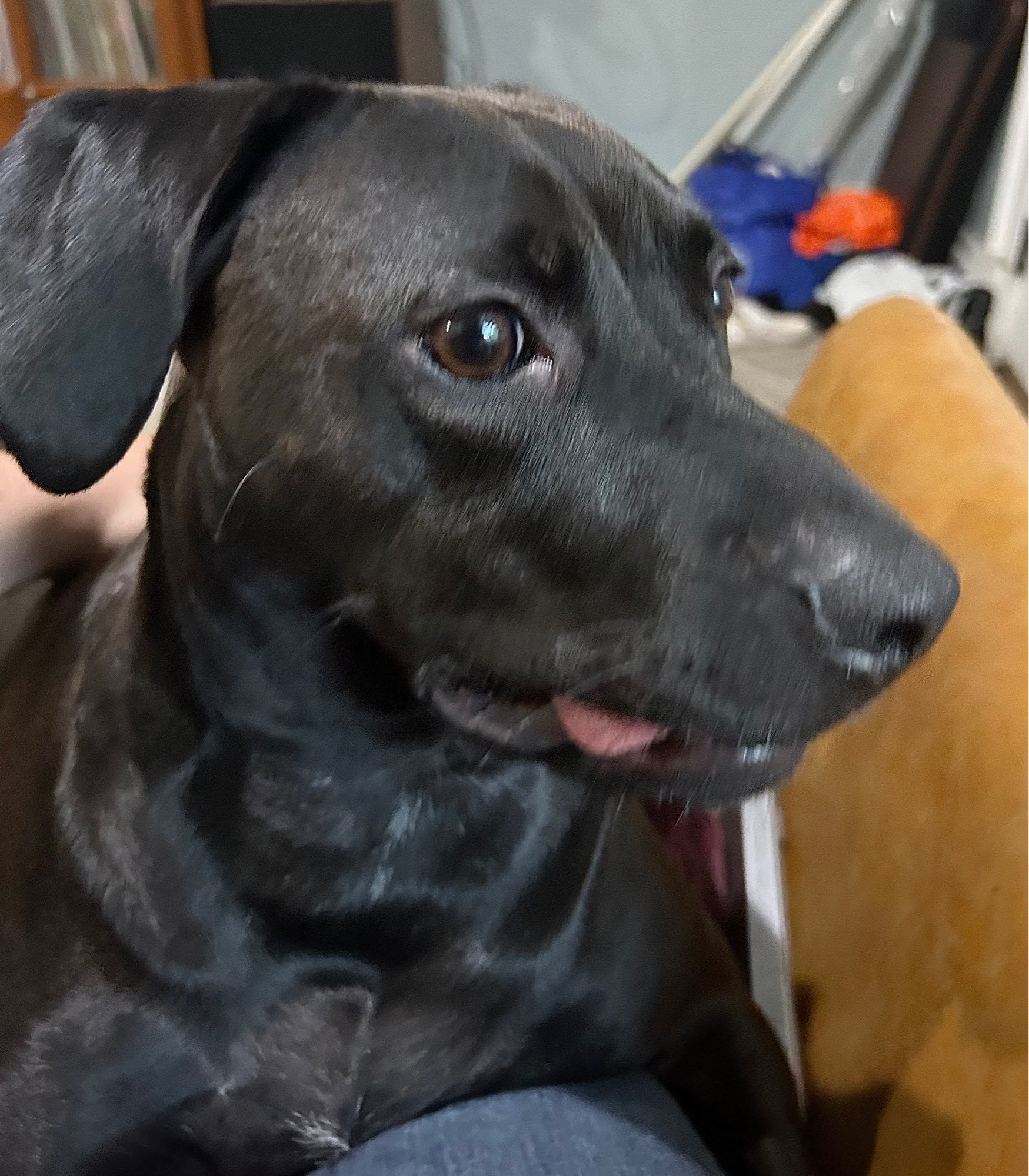 sage the dog with her tongue stickin out the side of her mouth