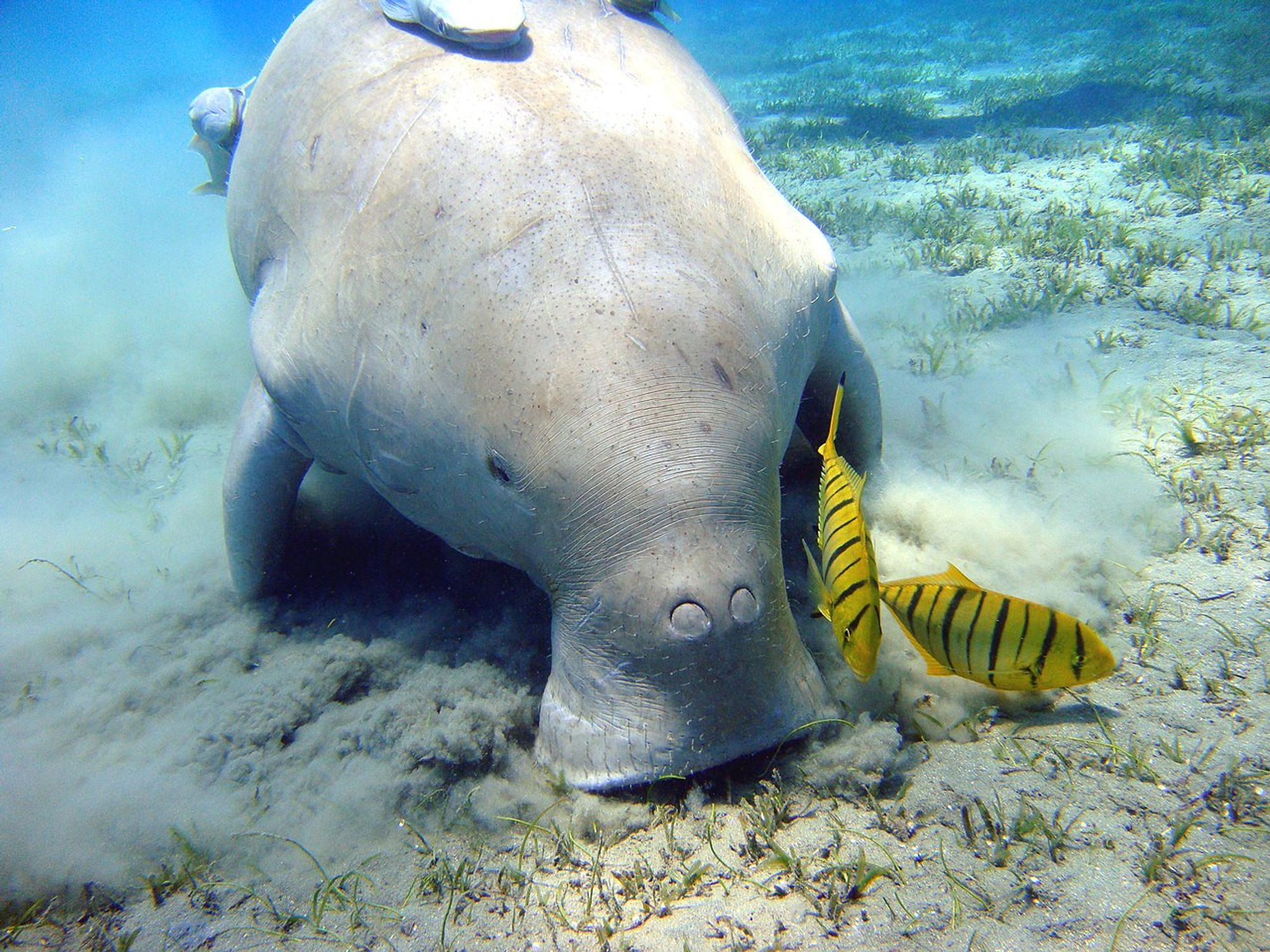 A dugong grazing on seagrass on the seabed, surrounded by clear water and marine vegetation