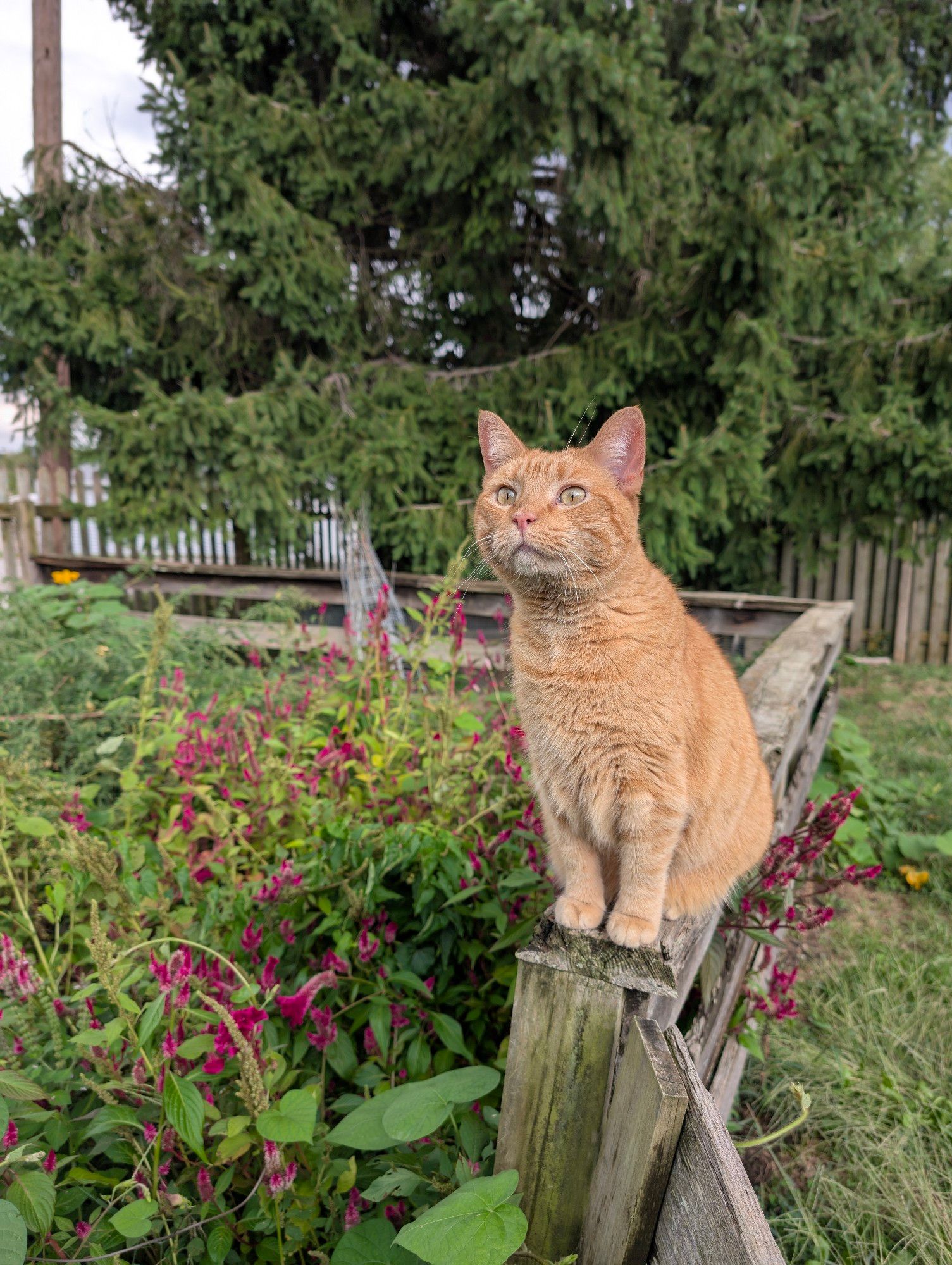 An orange cat sits on a fence railing blocking off a small overgrown garden area in a larger back yard. 