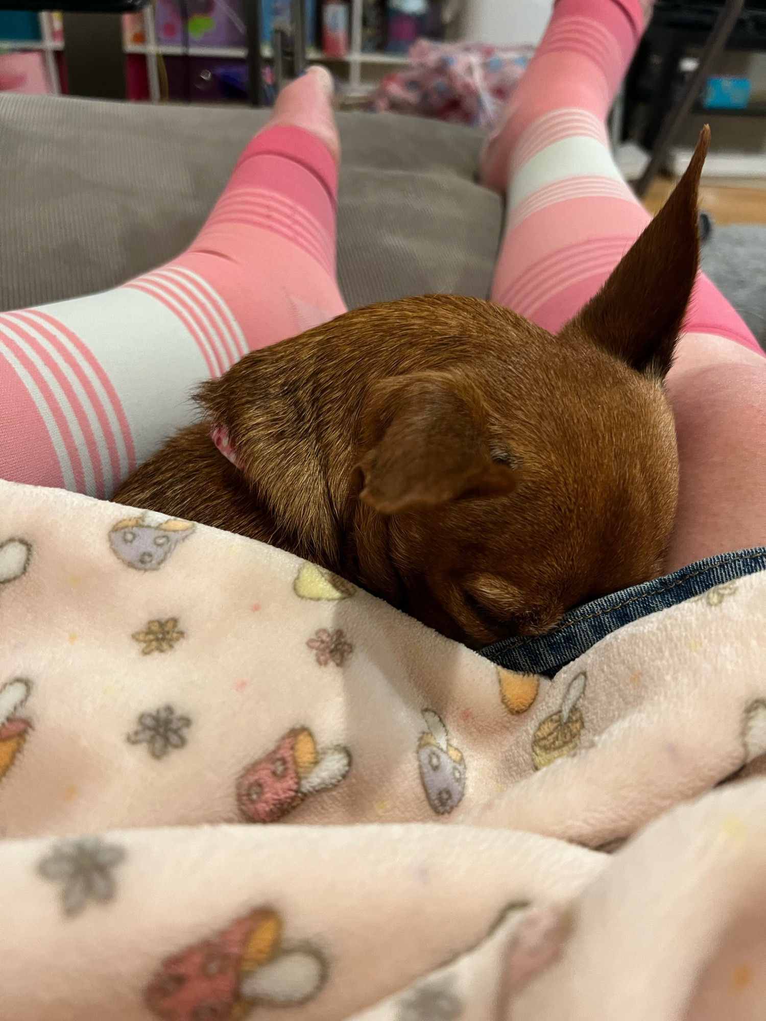 A small brown puppy with big pointy ears is asleep under a baby blanket on my lap. Her head is out of the blanket, and her nose is tucked under the edge of my skirt.