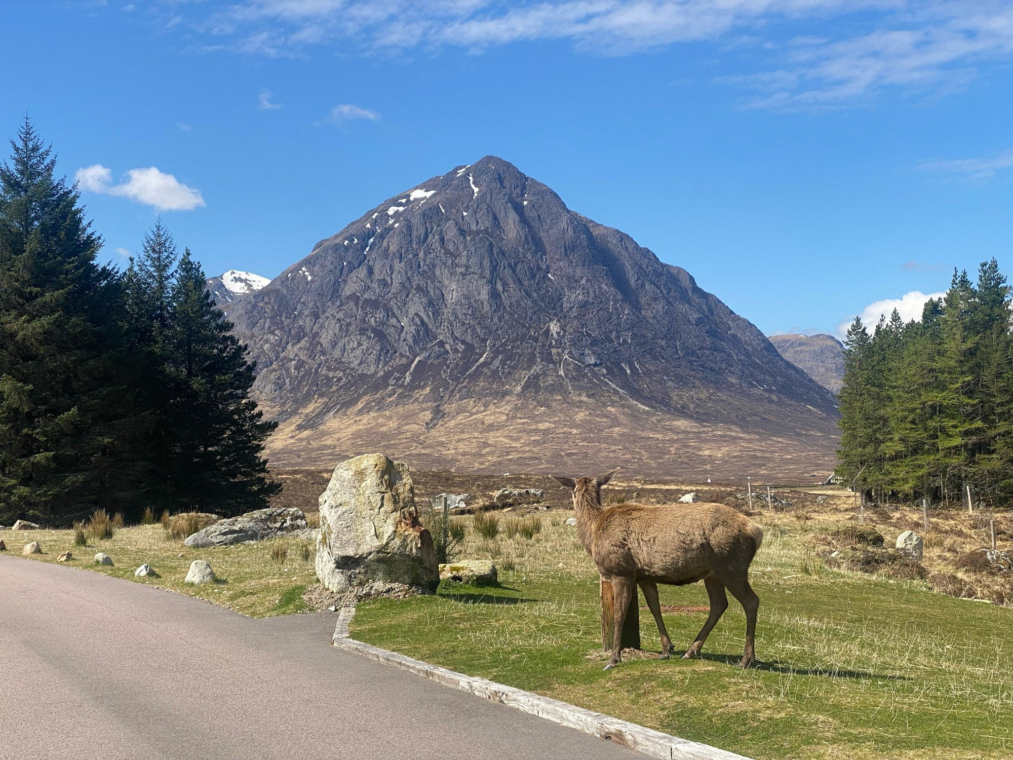 Die Nordseite eines Berges, umrahmt von Nadelgehölz. Die linke Bildecke ziert eine Straße, auf dem angrenzenden Grünstreifen steht eine Hirschkuh, die in Richtung des Buachaille Etive Mor schaut. Hier beginnt Glencoe, direkt links des Berges liegt der “Geburtsort” von James Bond.