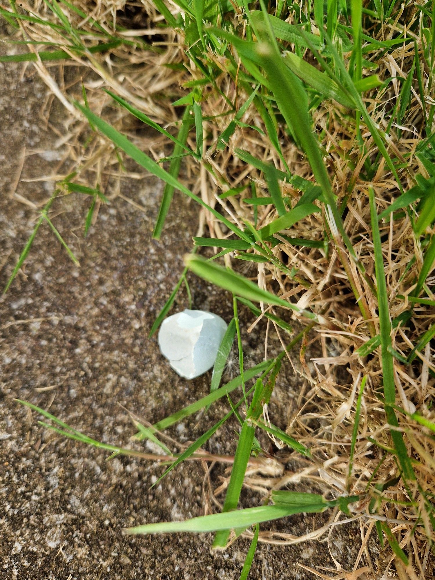 Broken robin egg on the ground