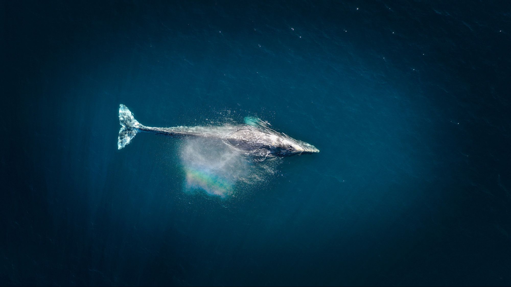 A gray whale near the surface of the water with a rainbow appearing in its spray.