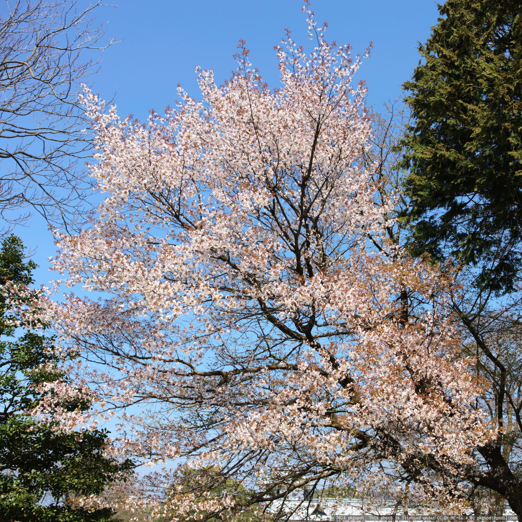 Cherry blossom in Genroku-en, Kanazawa, Ishikawa, Japan.