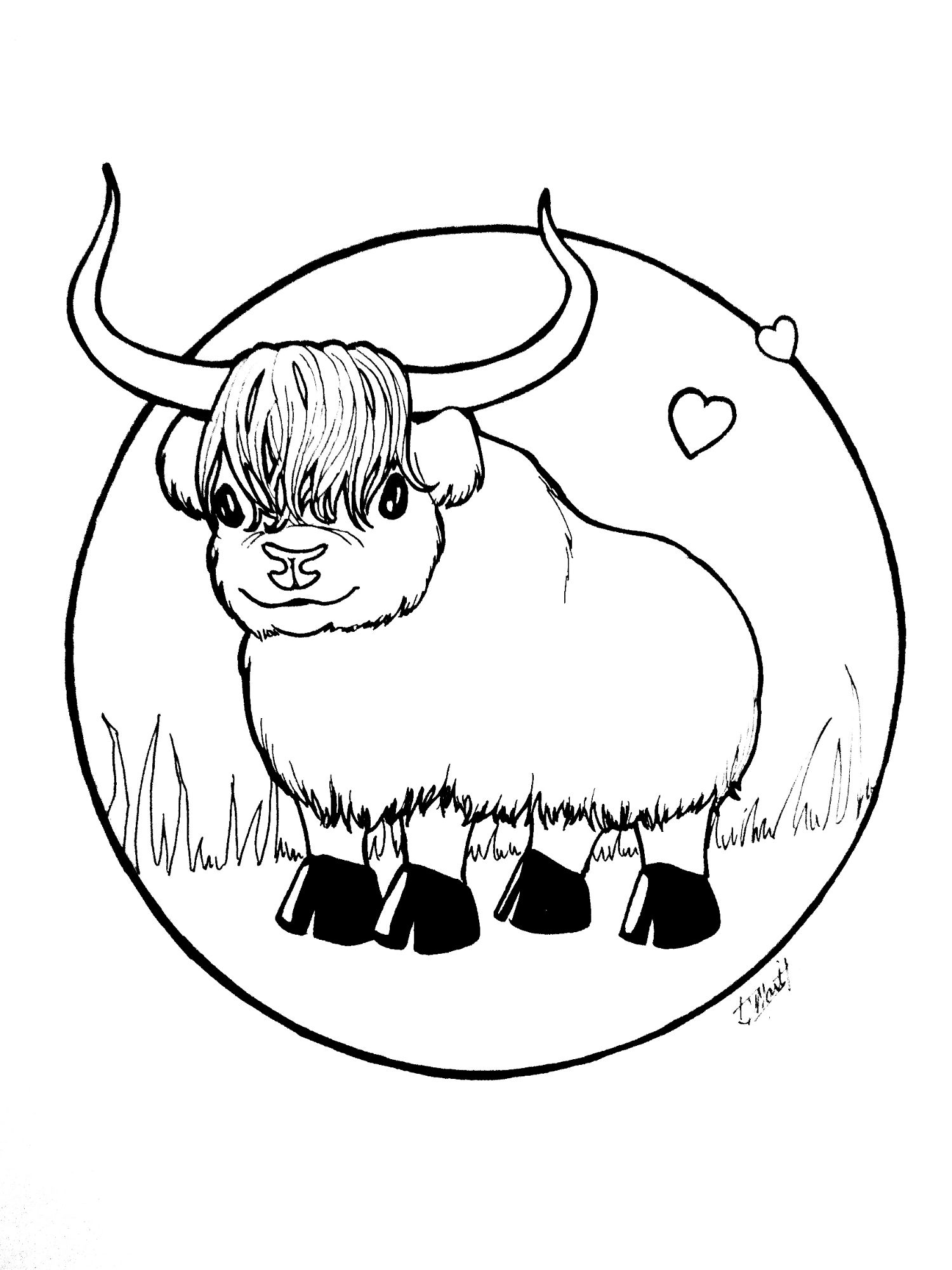 Line art illustration of a cute young yak.