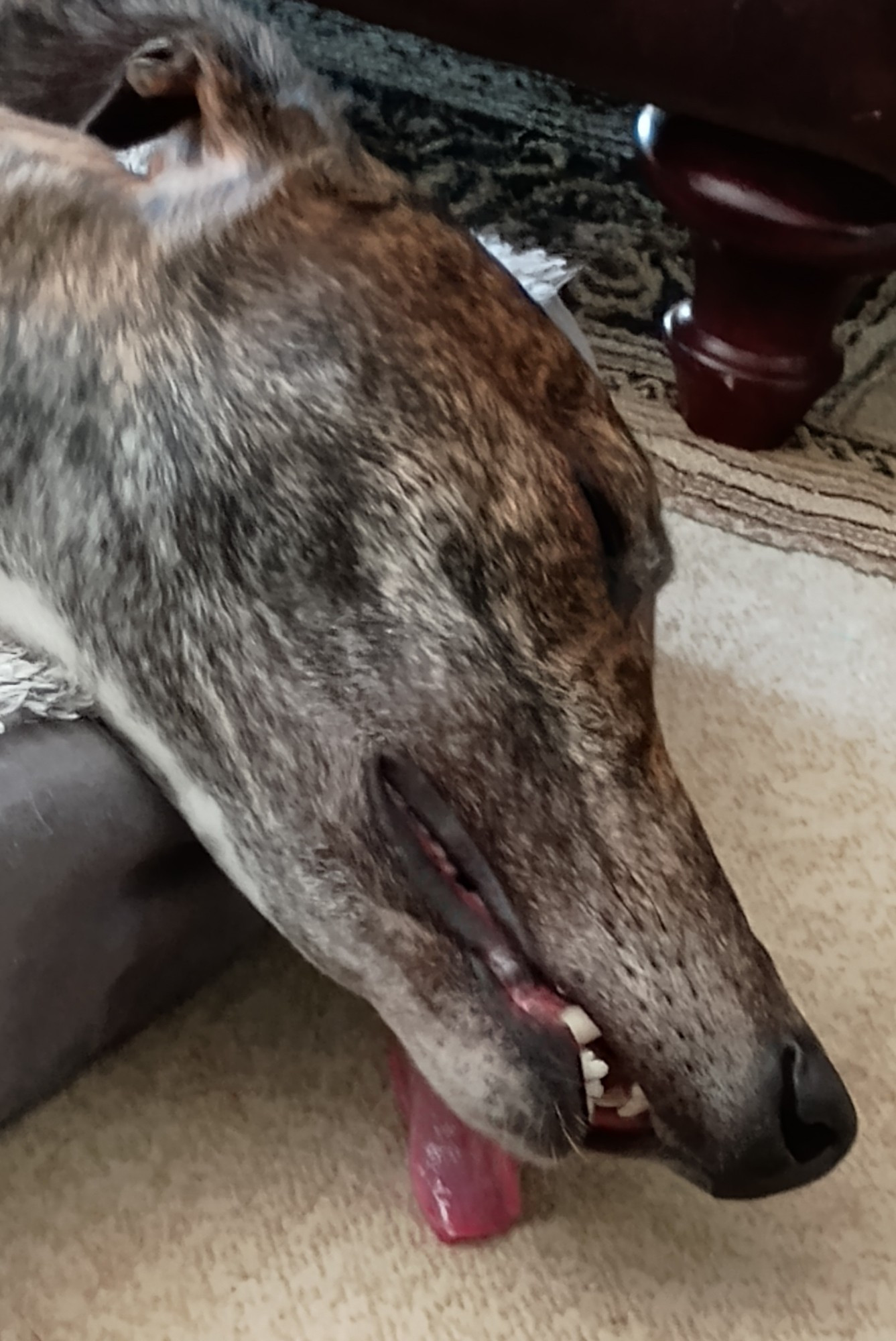 A sleeping brindle greyhound with his tongue dragging on the carpet 