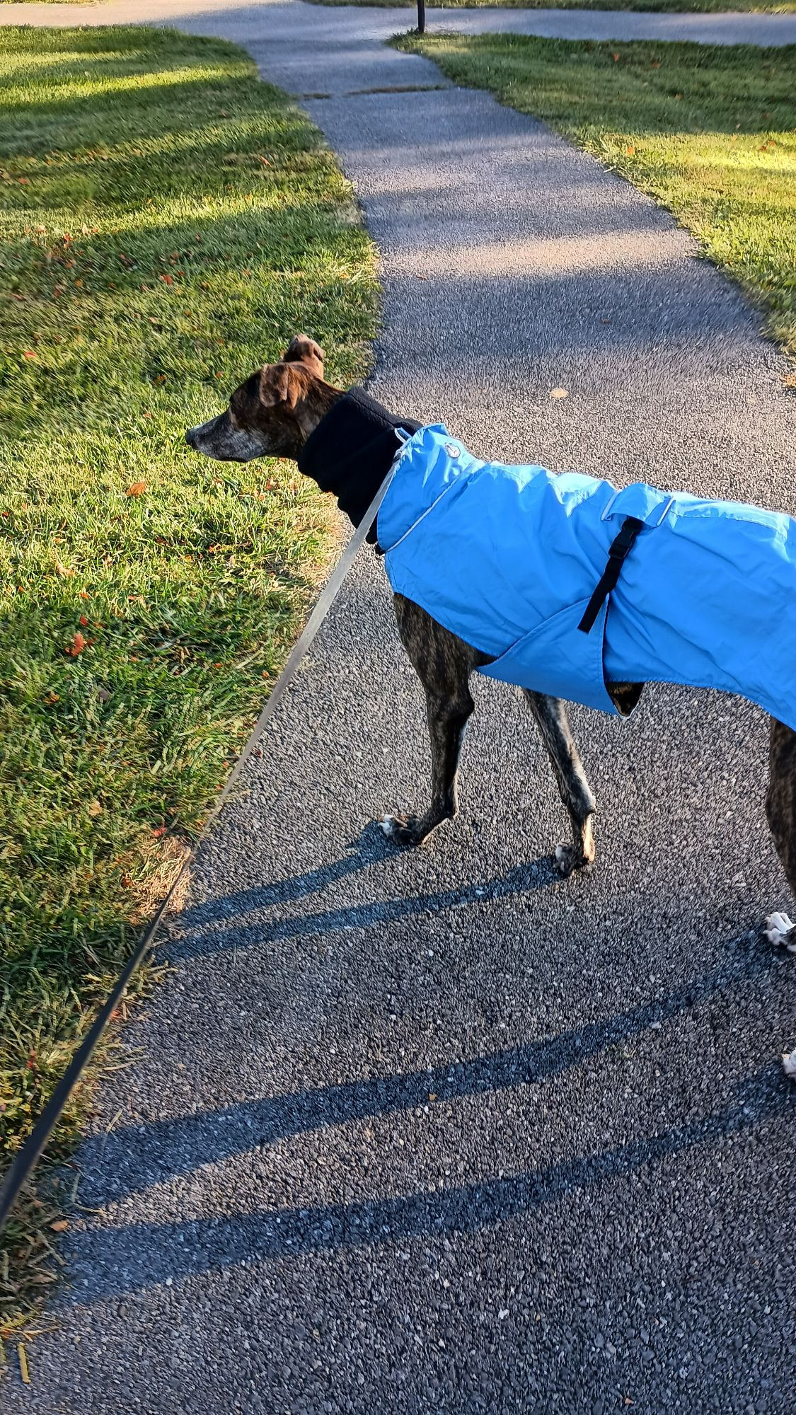 A brindle greyhound stares to the left showing off his light blue coat with black snood while contemplating what he can do to rev up the dog who lives next to the park 