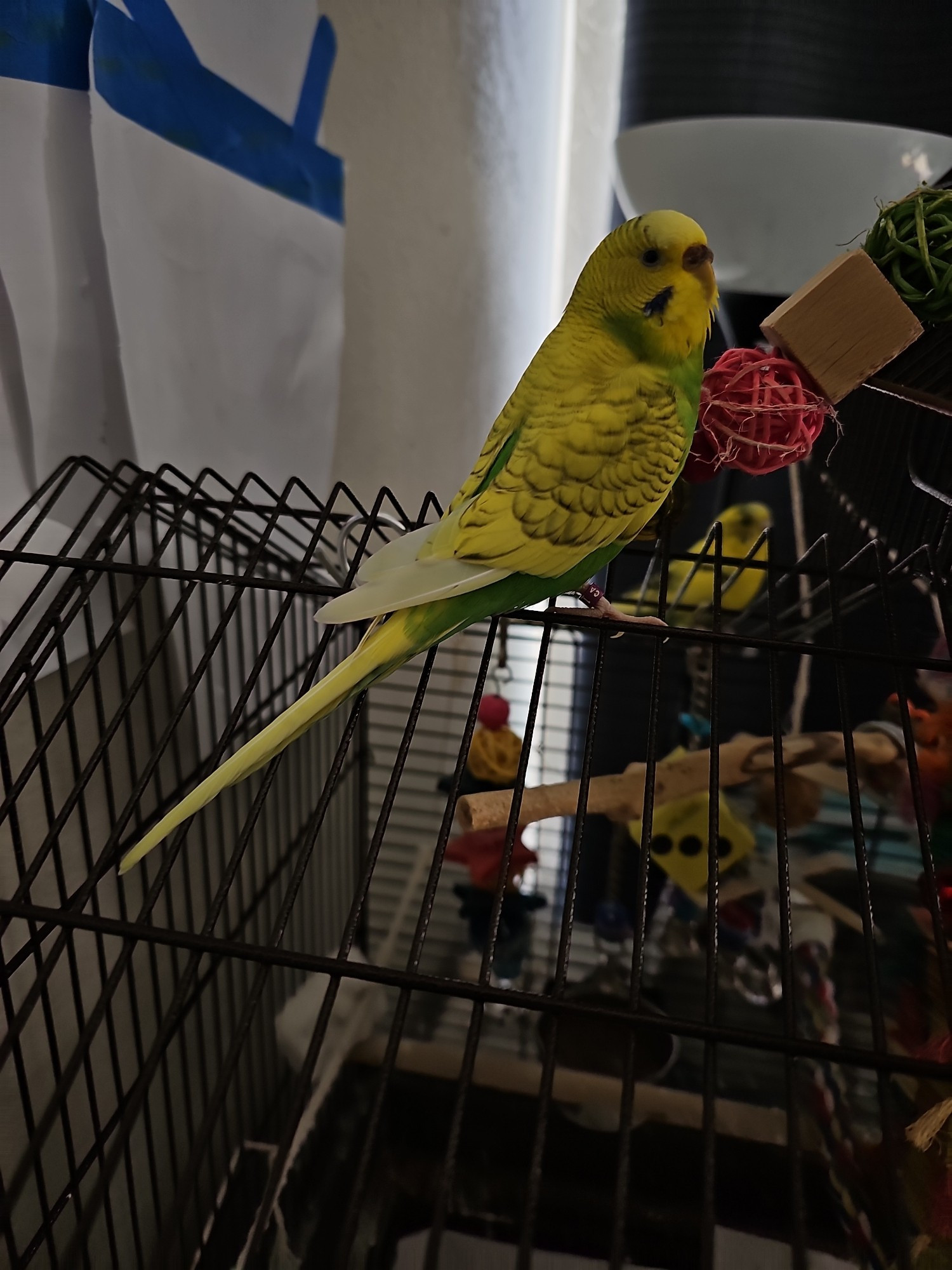 small,  round yellow and green bird