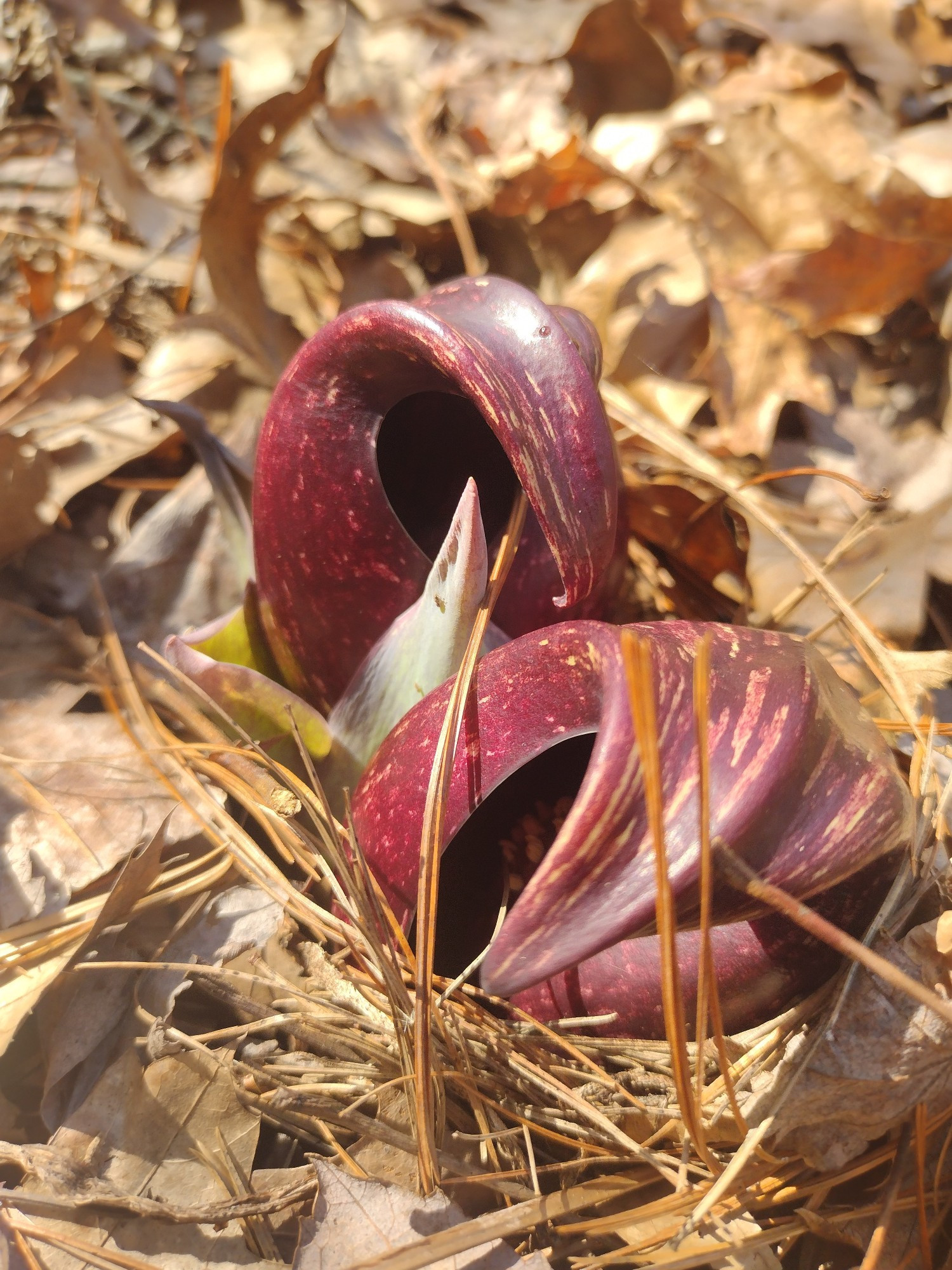 Two curled marbled purple pods of skunk cabbage popping through dead brown leaves and pine needles. A new green leaf bud is sprouting between them. 