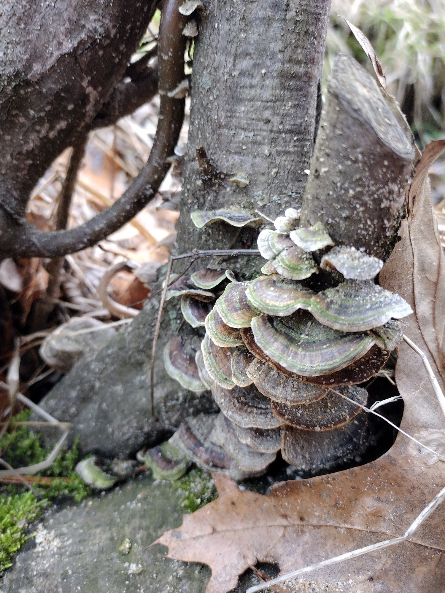 A cluster of shelf mushrooms on a small stump low to the ground. There's moss and some leaves in the foreground. The mushrooms are thin with concentric stripes of brown grey and green.
