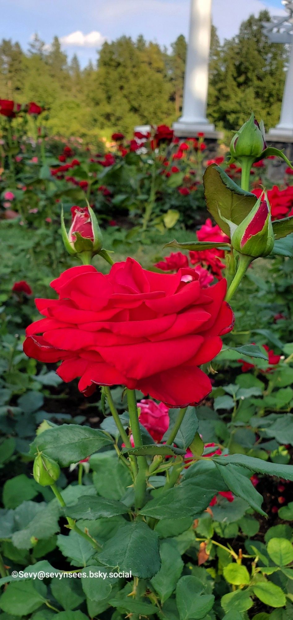 A big red rose in a rose garden.