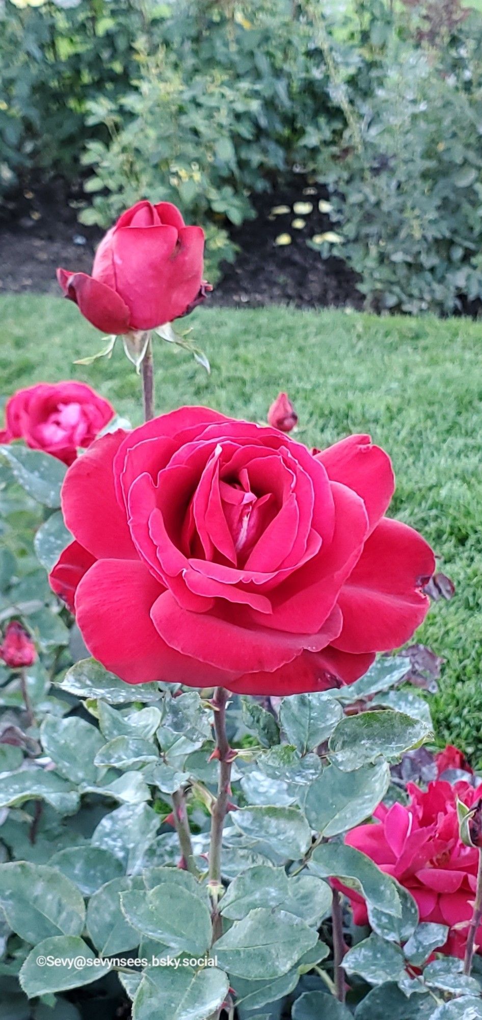 A red rose and bud with trees in the background.