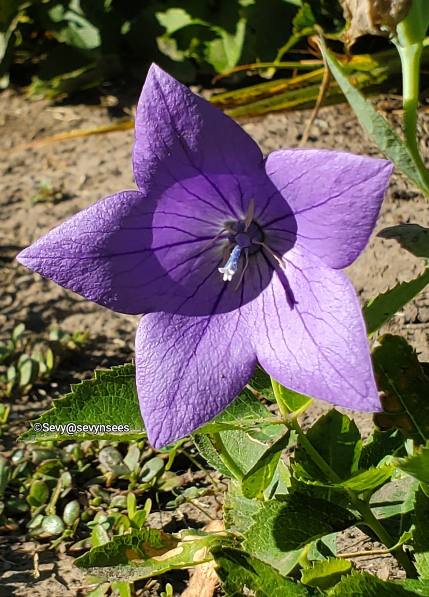 A purple dwarf balloon flower.