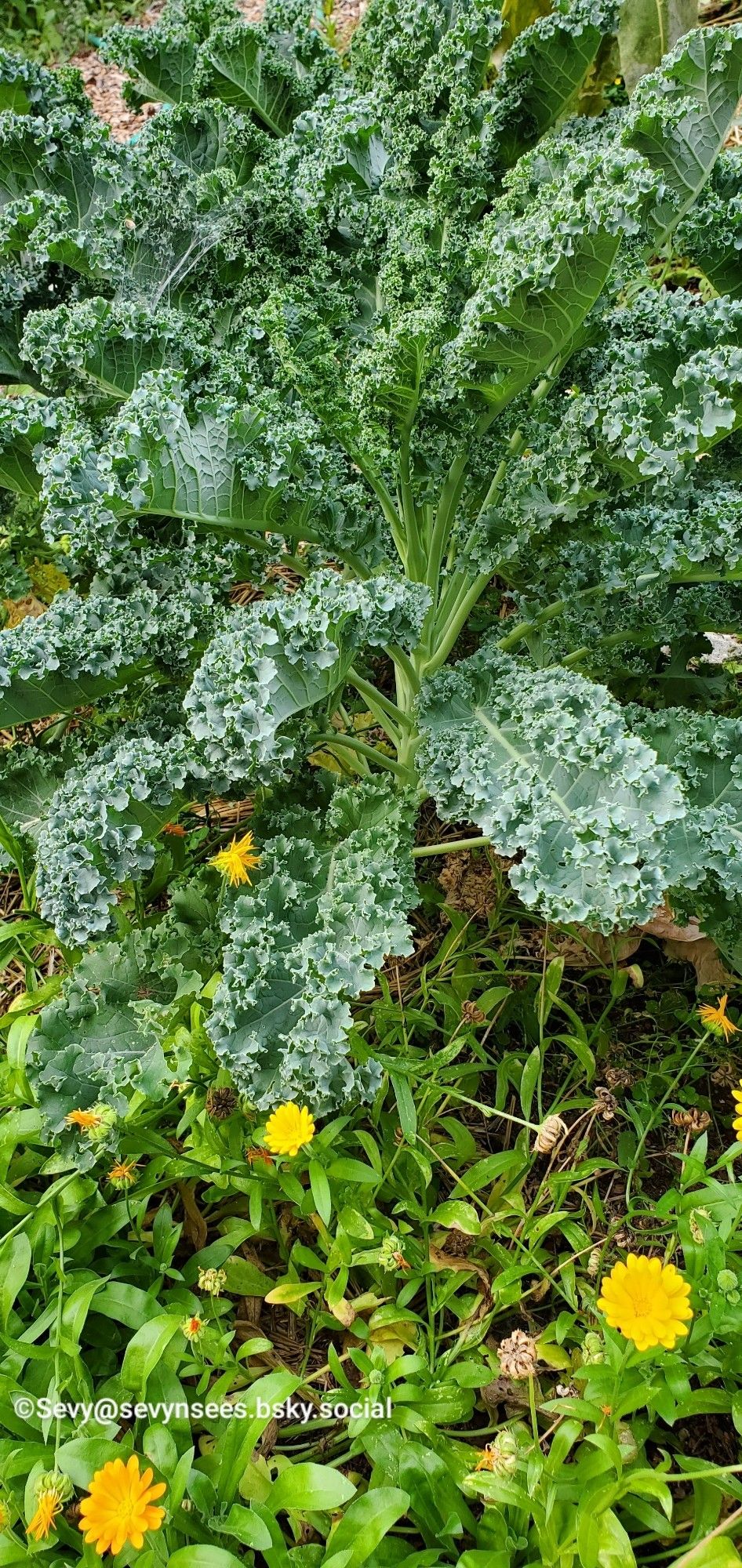 Kale growing in the ground with some yellow flowers in the foreground.