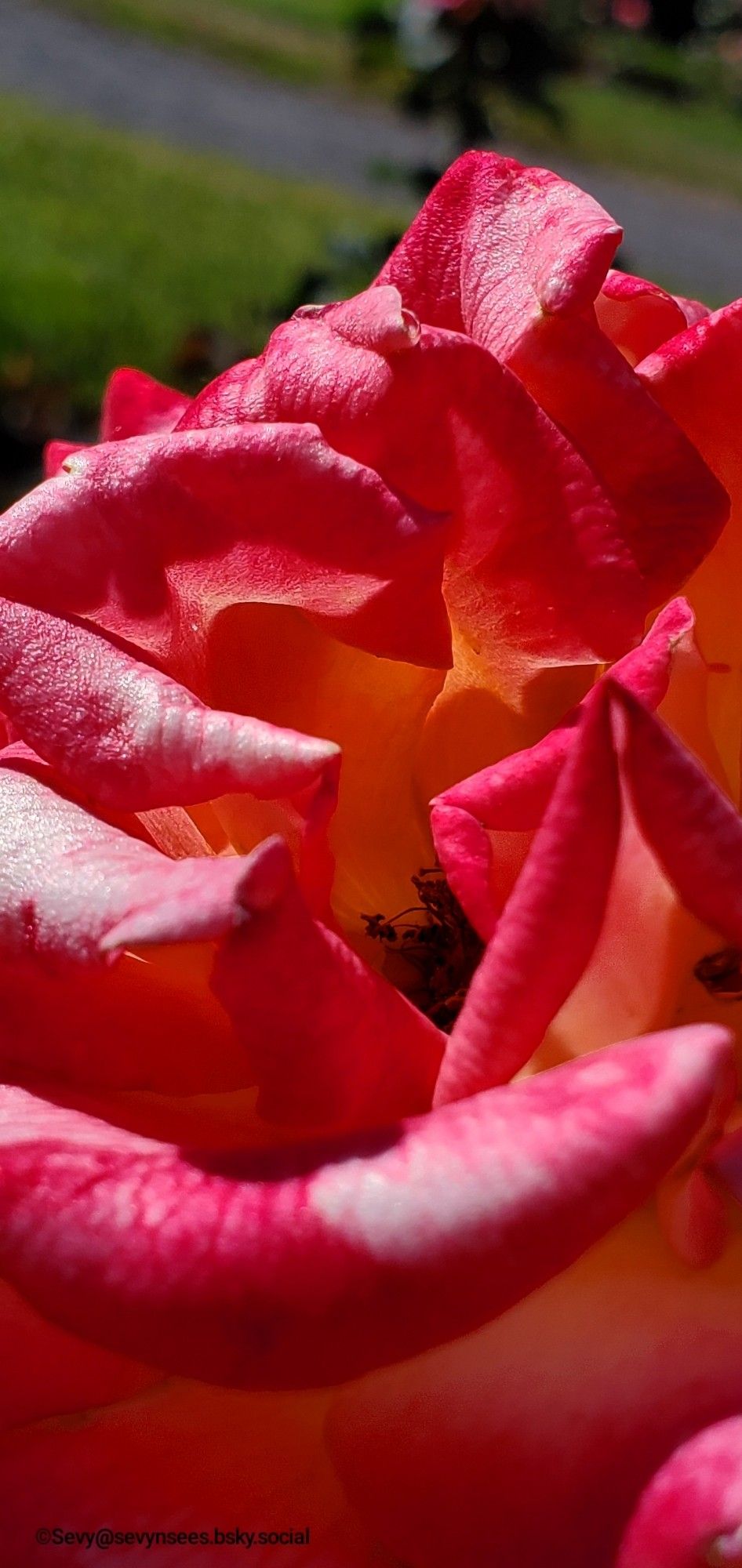 A close up of a huge red rose.