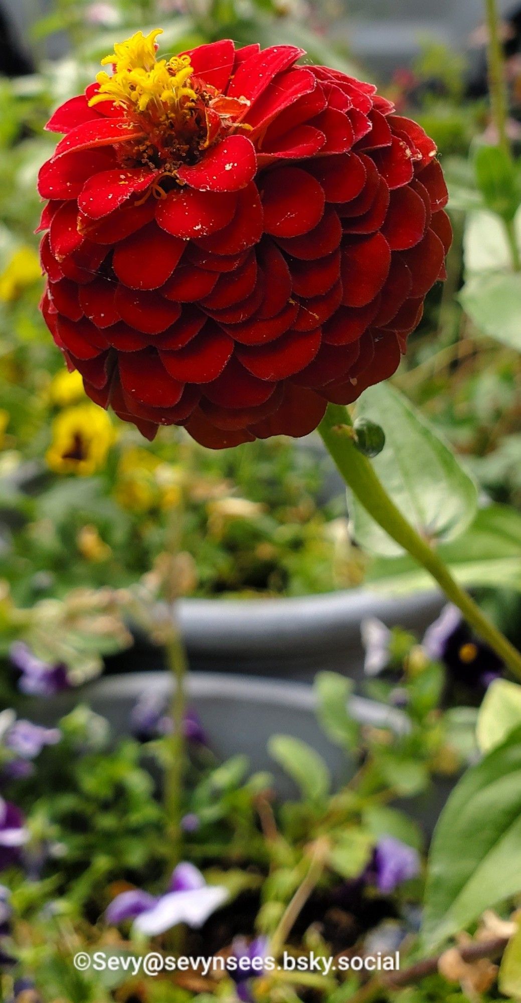 Red zinnia.