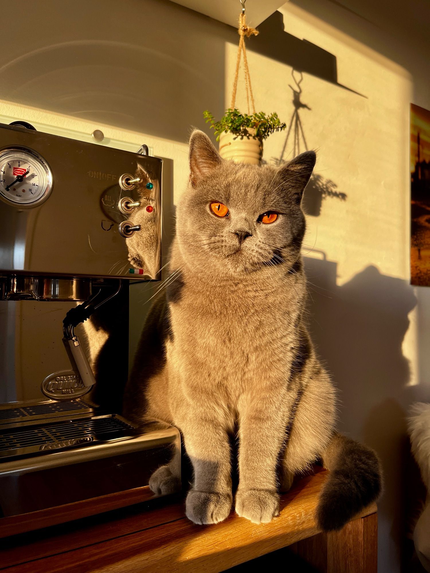 Kleiner grauer Kater in der Abendsonne neben einer Siebträgermaschine.