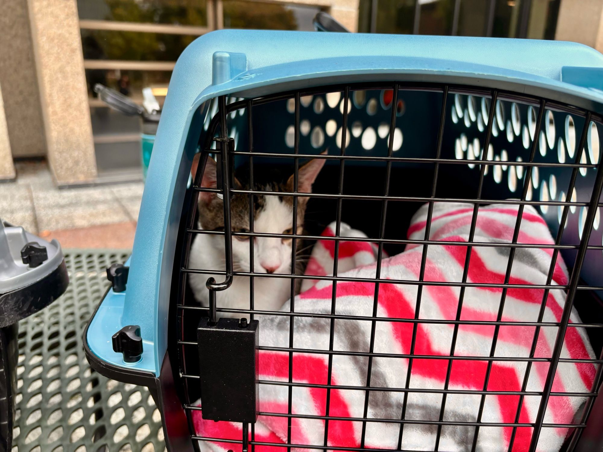 A gray and white kitten stares out of a cat carrier.