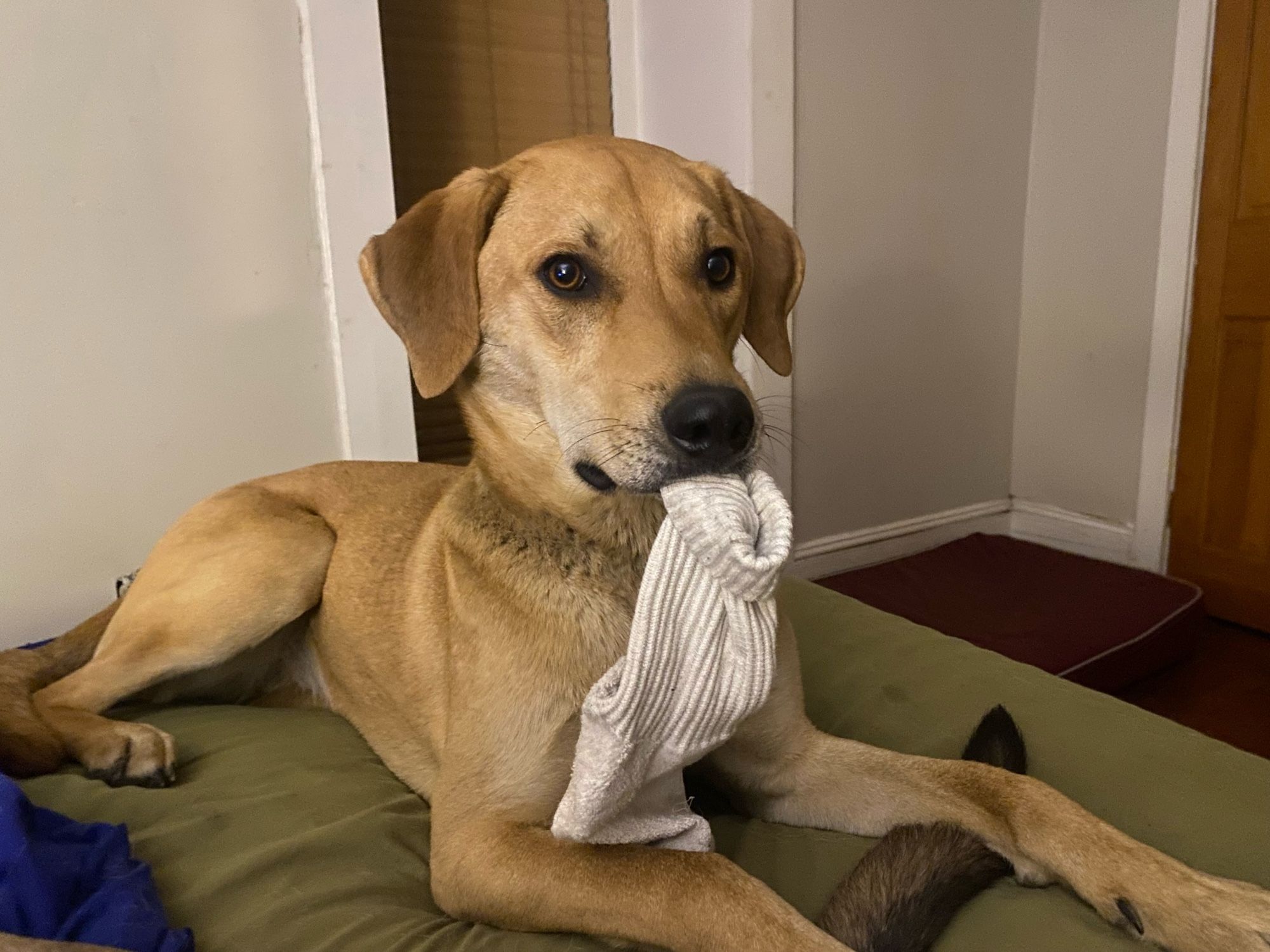 Molly, a young, tan hound -mix, with a sock in her mouth.