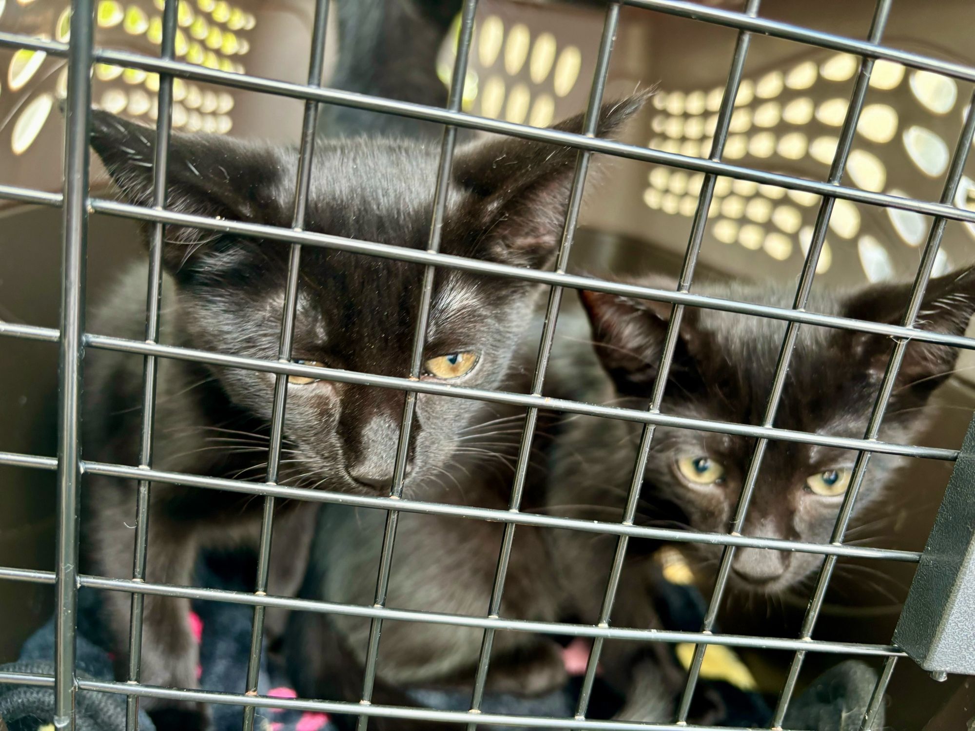 Black kittens stare out of a cat carrier.