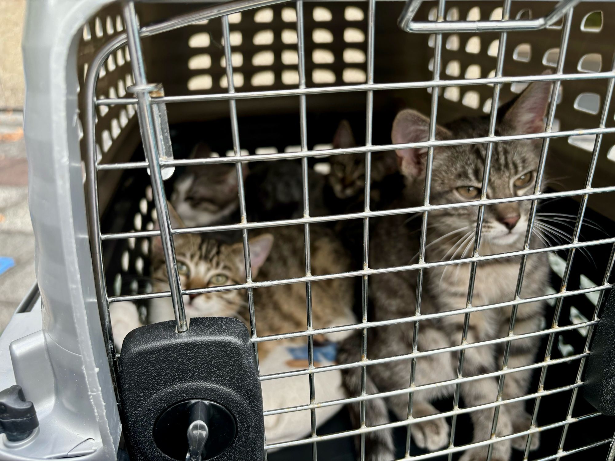 Four kittens stare out of a cat carrier.