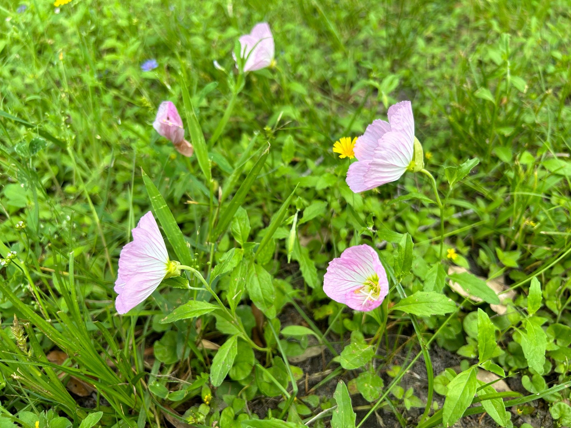 closeup of green ground cover with pink Evening Primrose (Oenothera speciosa), a yellow Huisache Daisy (Amblyolepsis setigera) and a single Blue Waterleaf (Hydrolea ovata)