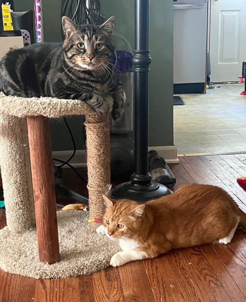 Fishtopher and Mr Lover hanging out. Fishtopher, a brown tabby, lays on top of a scratching post and looks at the camera. Mr Lover lays on the floor at the base of the scratching post and looks outwards, back legs primed for a jump.