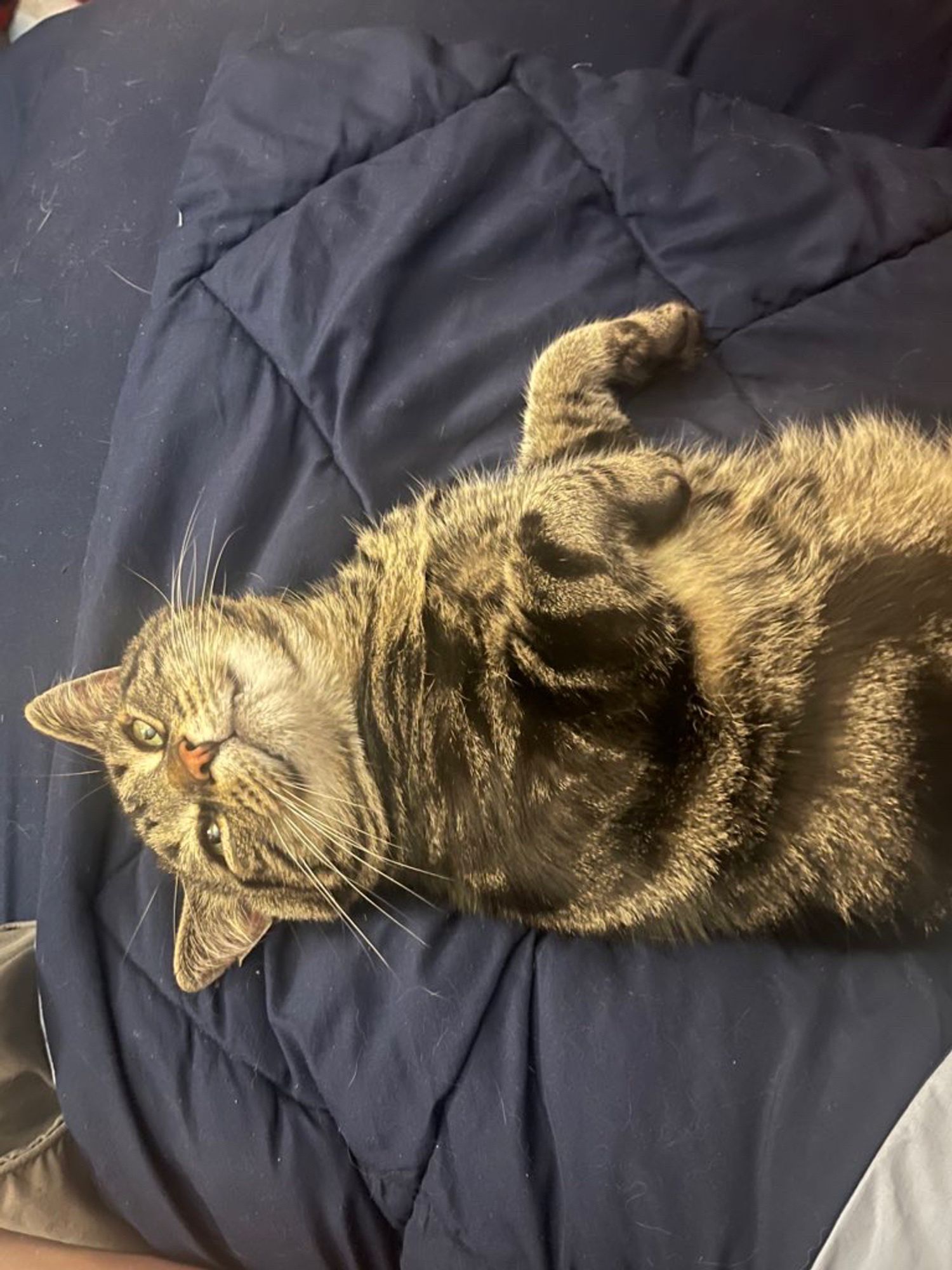 Fishtopher, a classic brown tabby cat, laying on his back and looking at the camera. His pupils are small, and his head dangles off the end of the bed he is on. His front paws are tucked towards his body