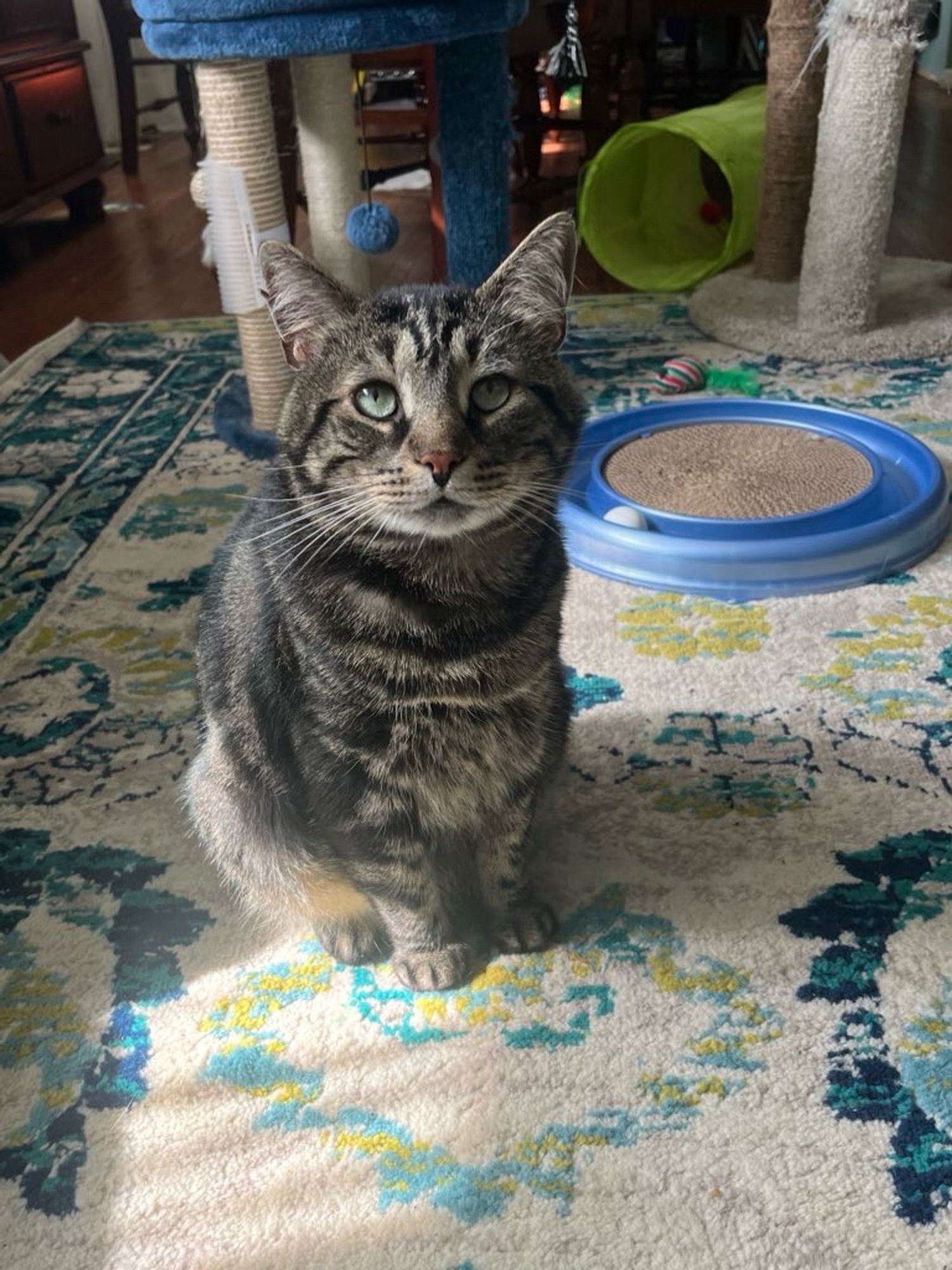 Fishtopher, a classic brown tabby cat with green eyes, sitting and looking at the camera. He looks alert, eyes bright, and ears pointed forward. His pupils are small from the light, and his mouth is open very slightly. His small, round paws are placed very politely in front of him.