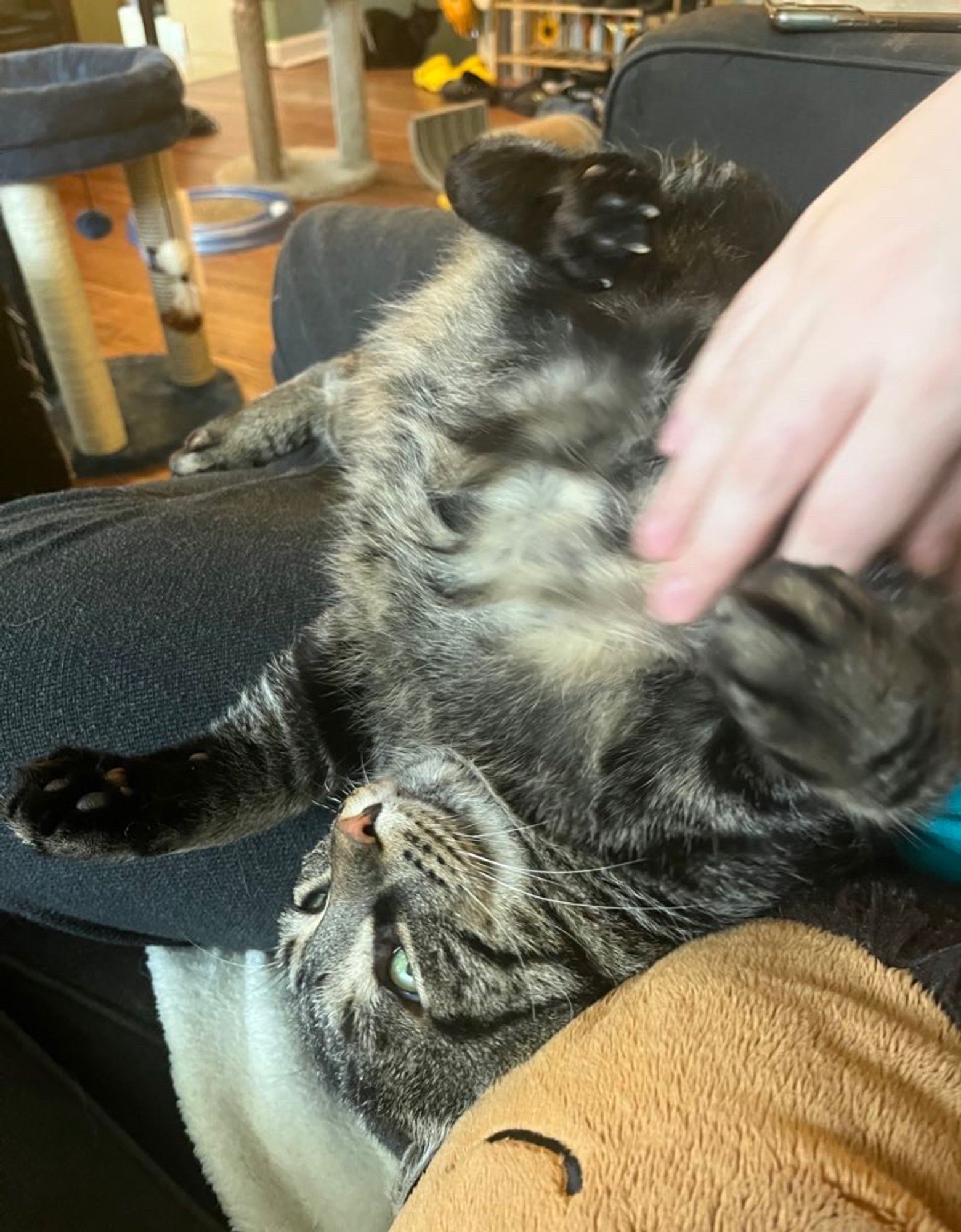 Fishtopher, a very round brown tabby cat, laying on his back. He lays across a person's lap and stretches his legs and paws out. Fishtopher's head dangles off the edge of the lap, pressing his head into the couch. His ears are hidden, and his face looks stretched out due to gravity.